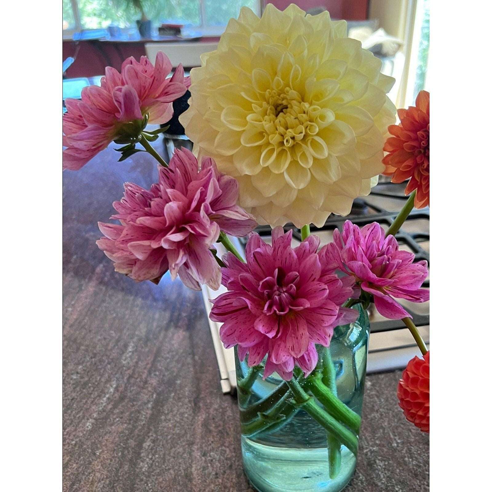 Cha Ching Dahlia tuber - Pedaling Petals