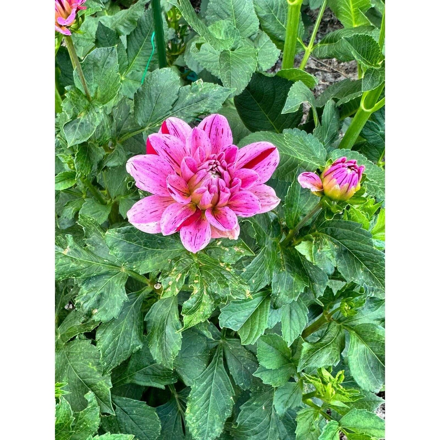 Cha Ching Dahlia tuber - Pedaling Petals