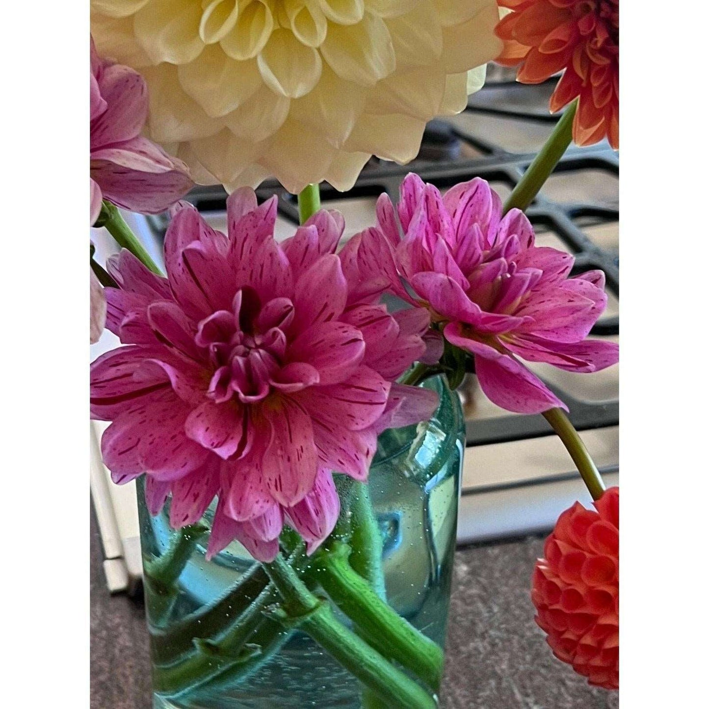 Cha Ching Dahlia tuber - Pedaling Petals