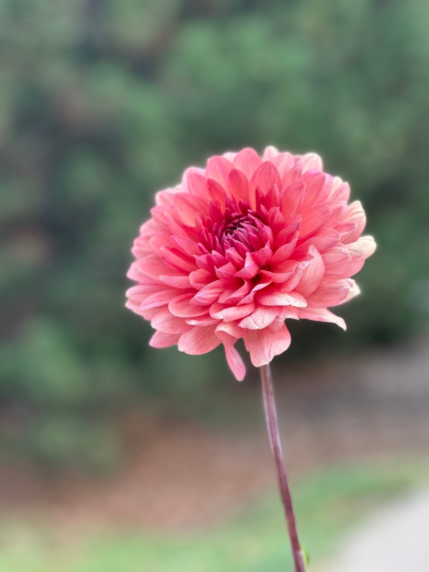 Château de la Bourdaisière dahlia cutting - Pedaling Petals