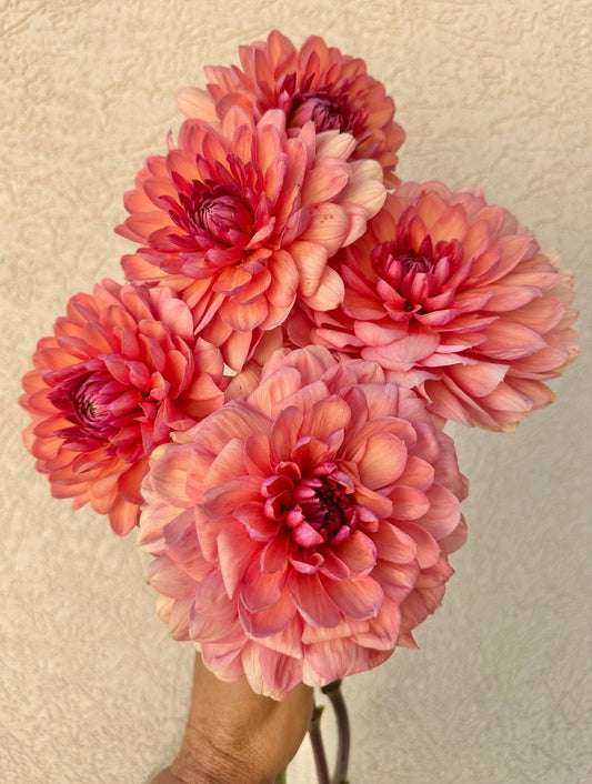 Château de la Bourdaisière dahlia cutting - Pedaling Petals