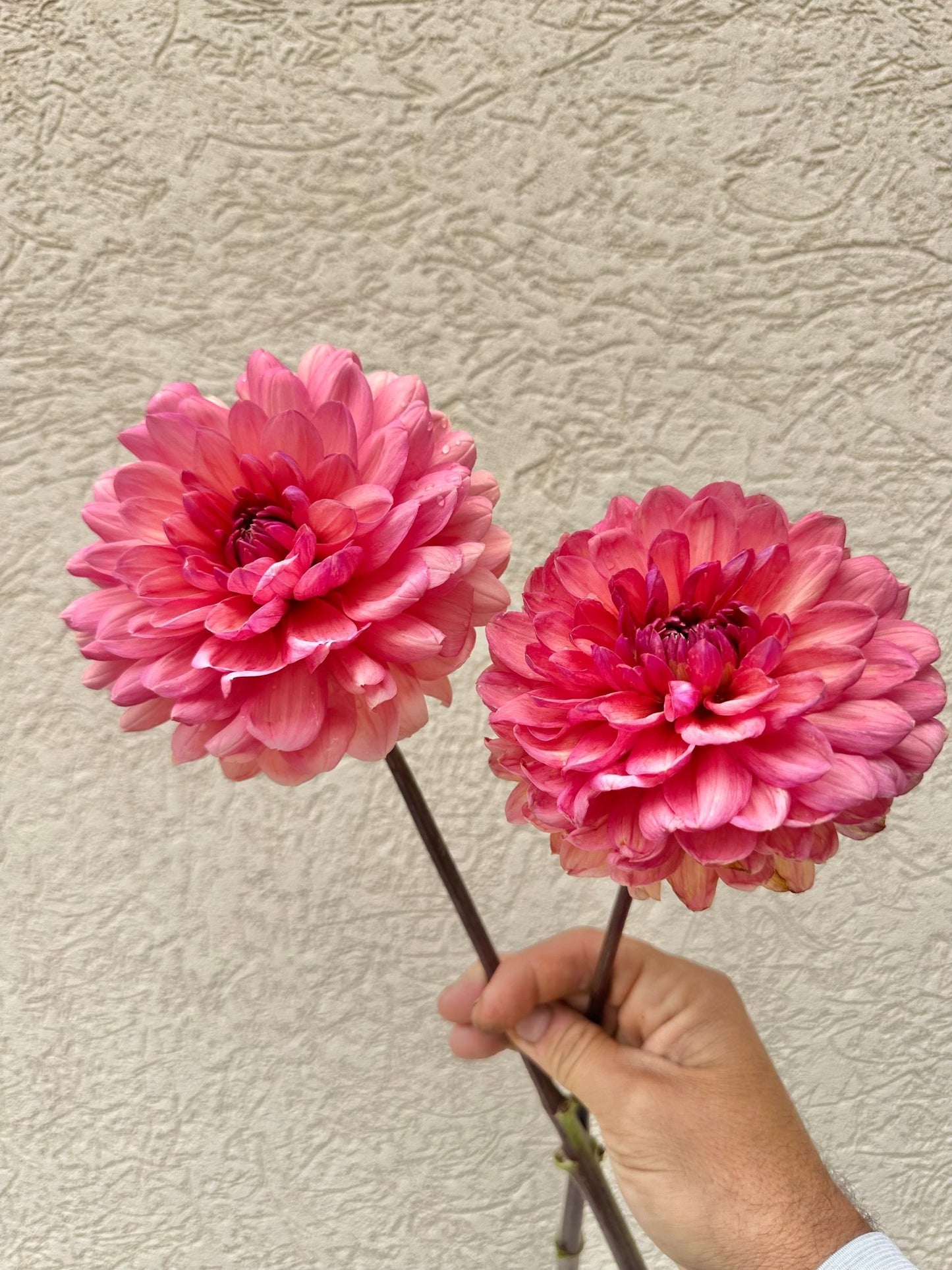 Château de la Bourdaisière dahlia cutting - Pedaling Petals