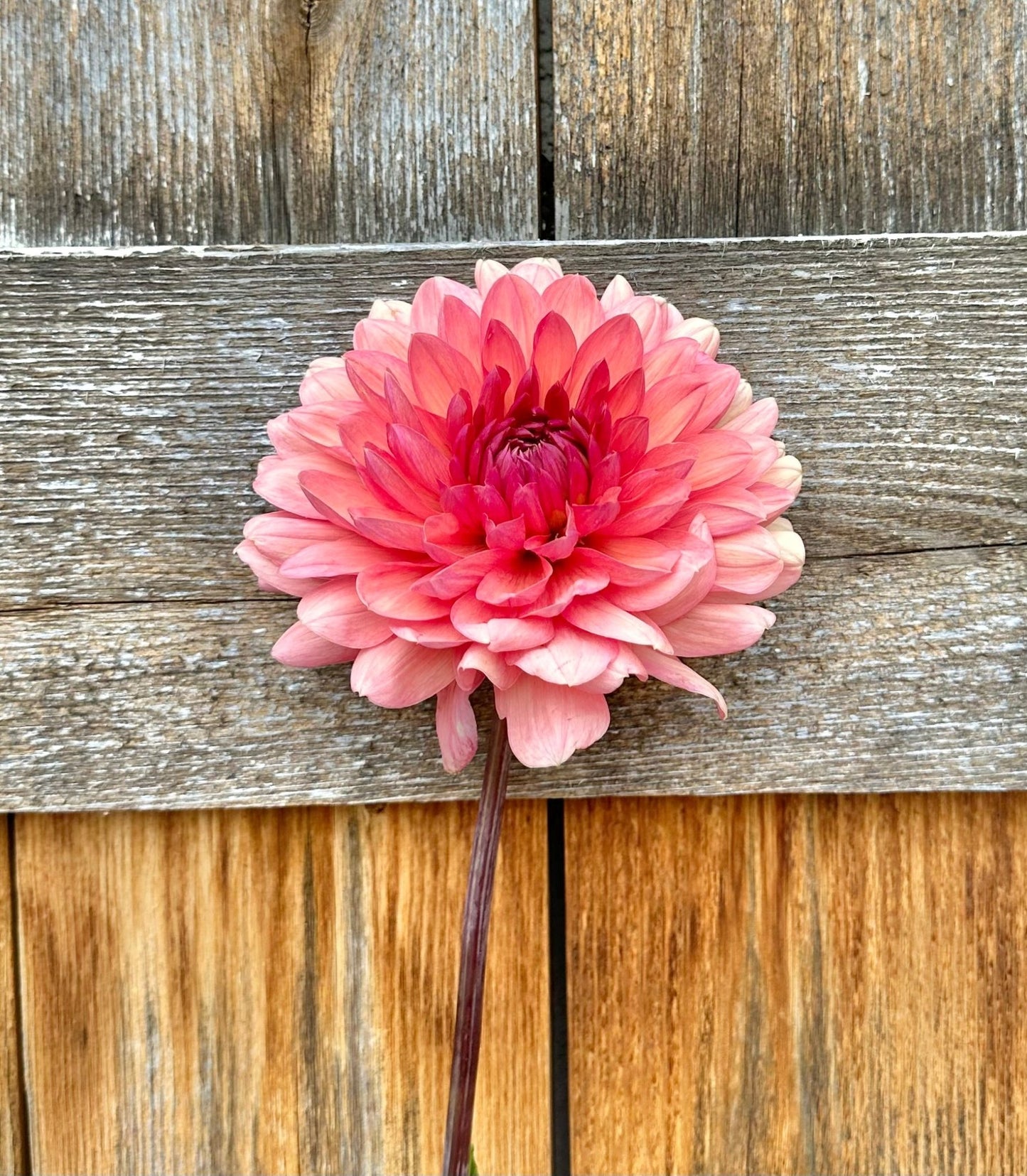 Château de la Bourdaisière dahlia cutting - Pedaling Petals