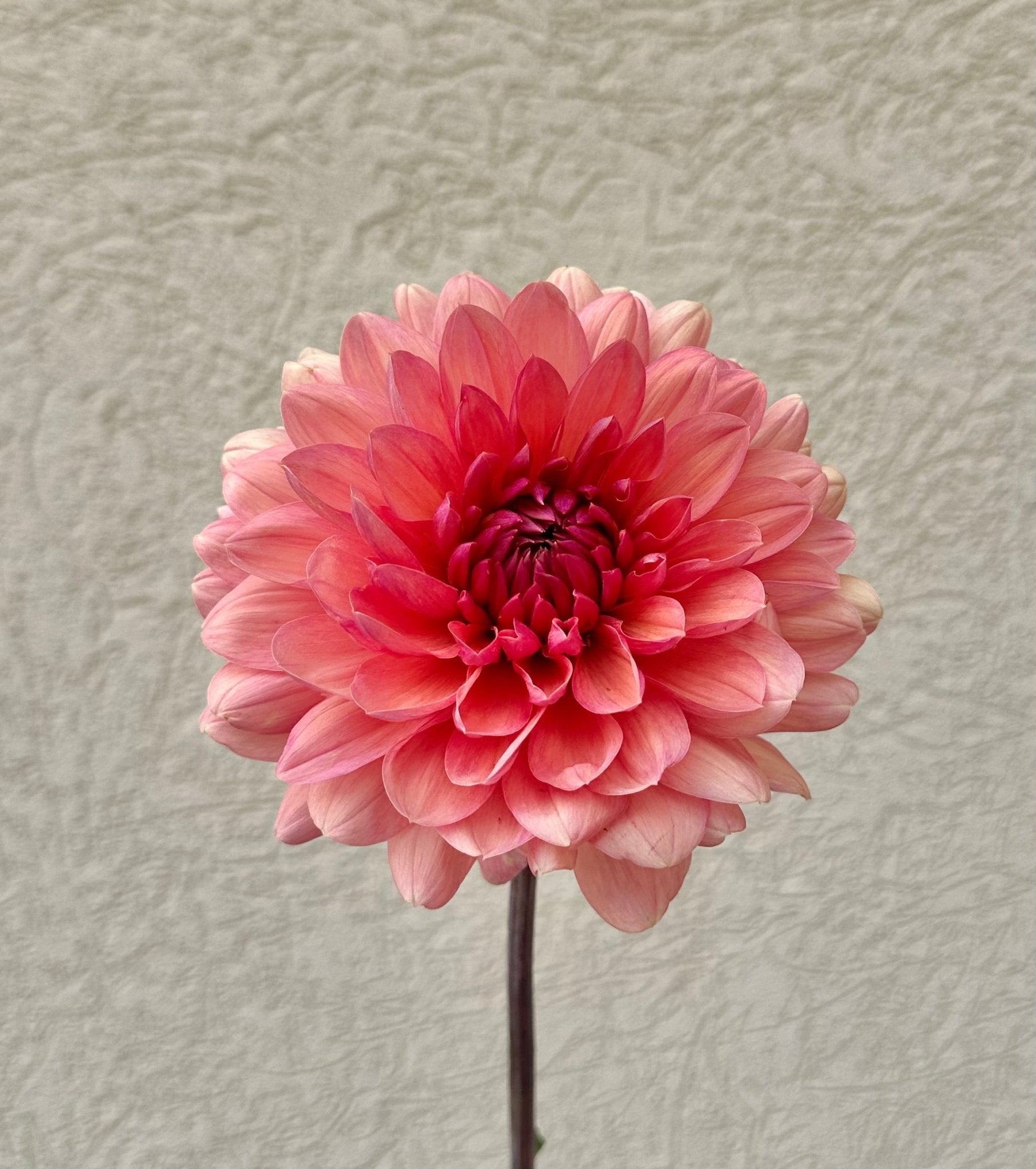 Château de la Bourdaisière dahlia cutting - Pedaling Petals