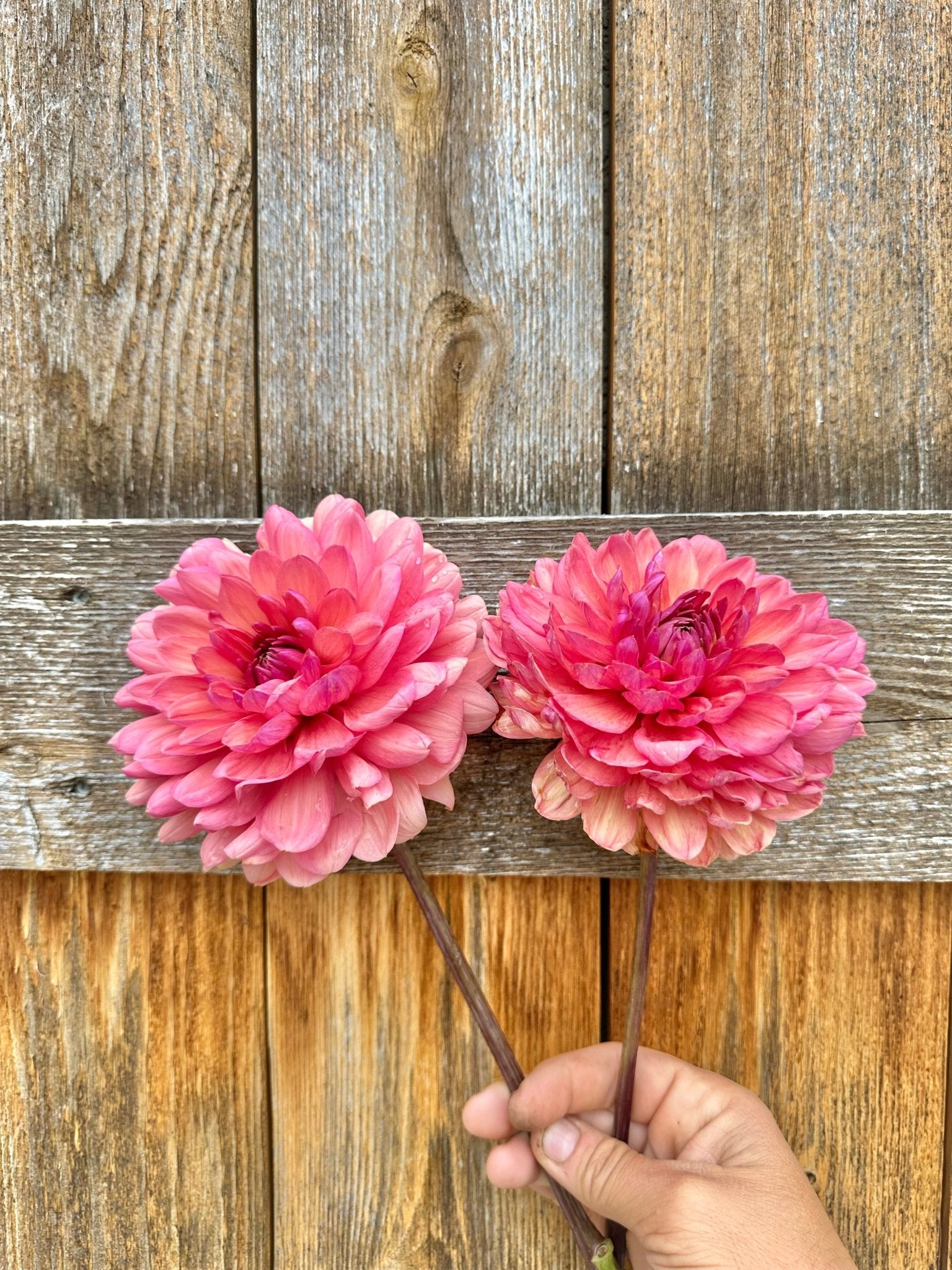 Château de la Bourdaisière dahlia cutting - Pedaling Petals