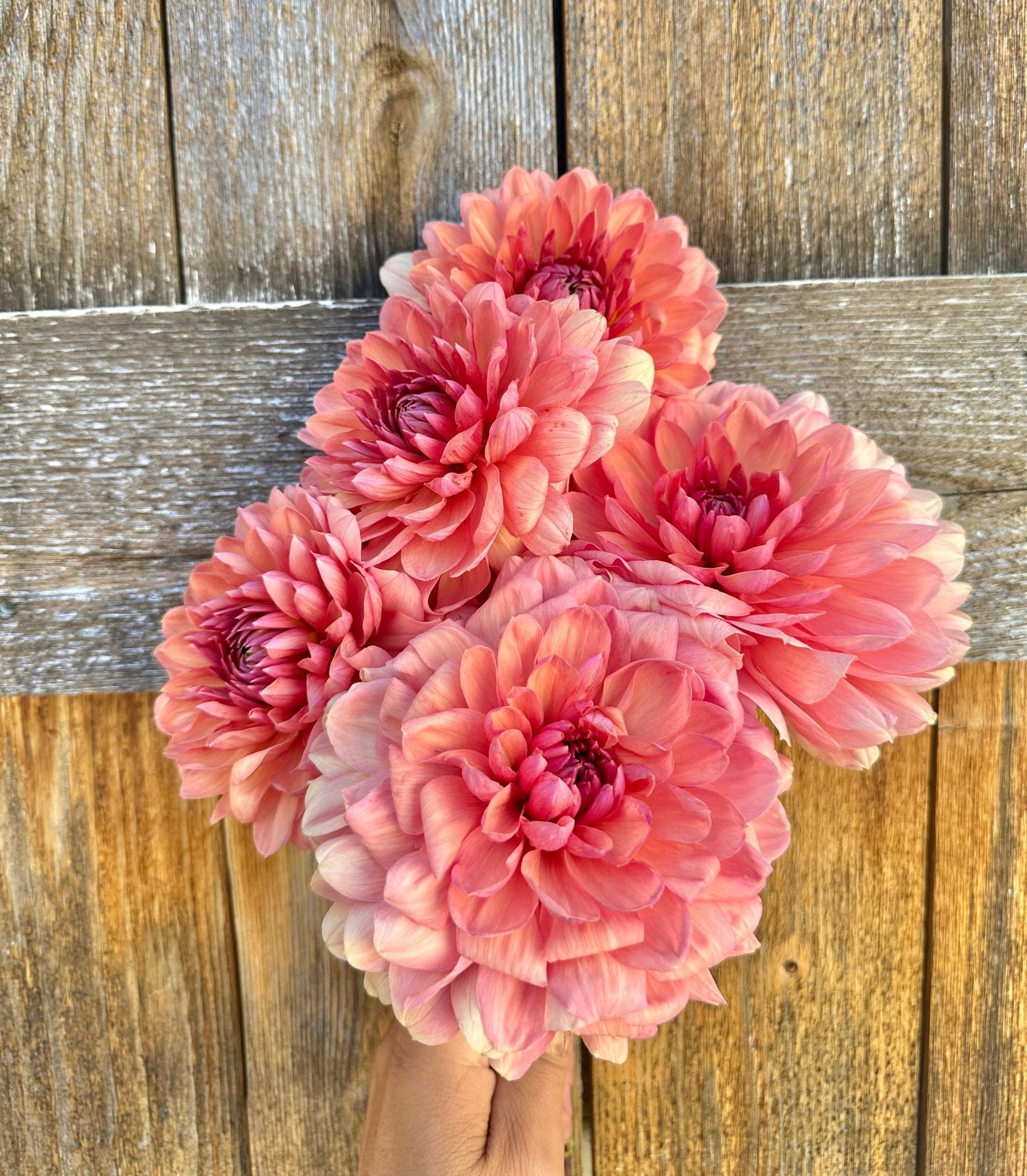 Château de la Bourdaisière dahlia cutting - Pedaling Petals