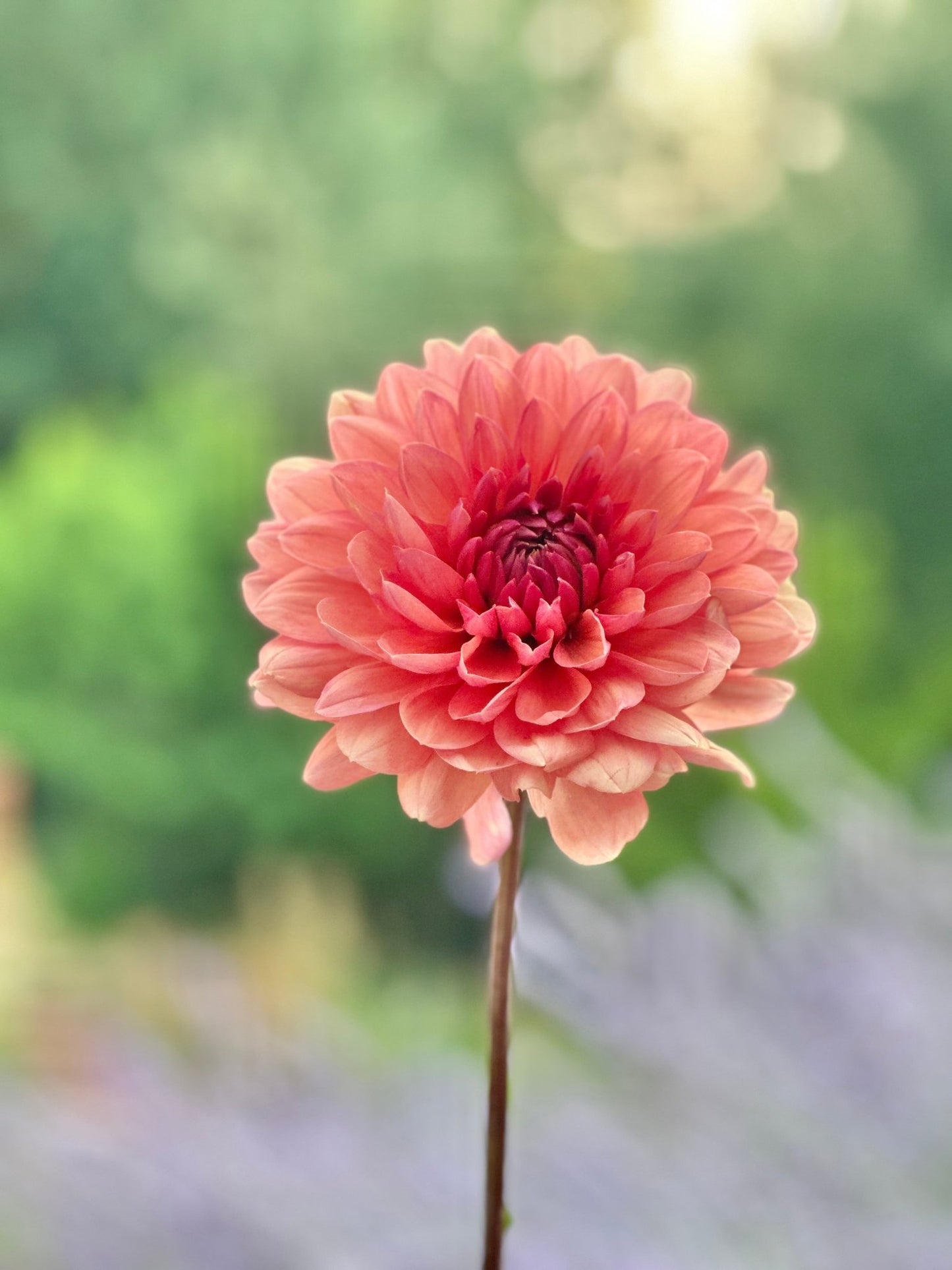 Château de la Bourdaisière dahlia cutting - Pedaling Petals
