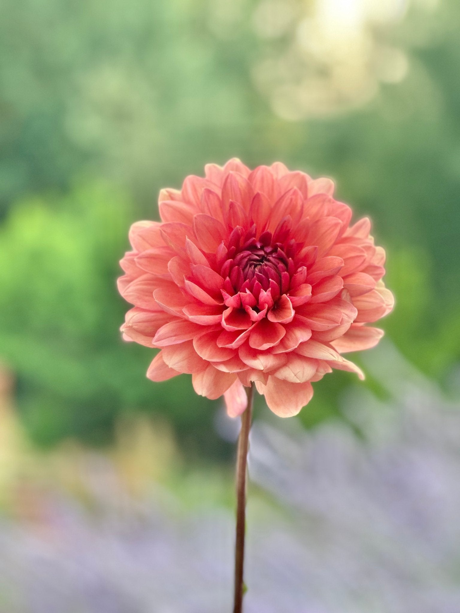 Château de la Bourdaisière dahlia cutting - Pedaling Petals
