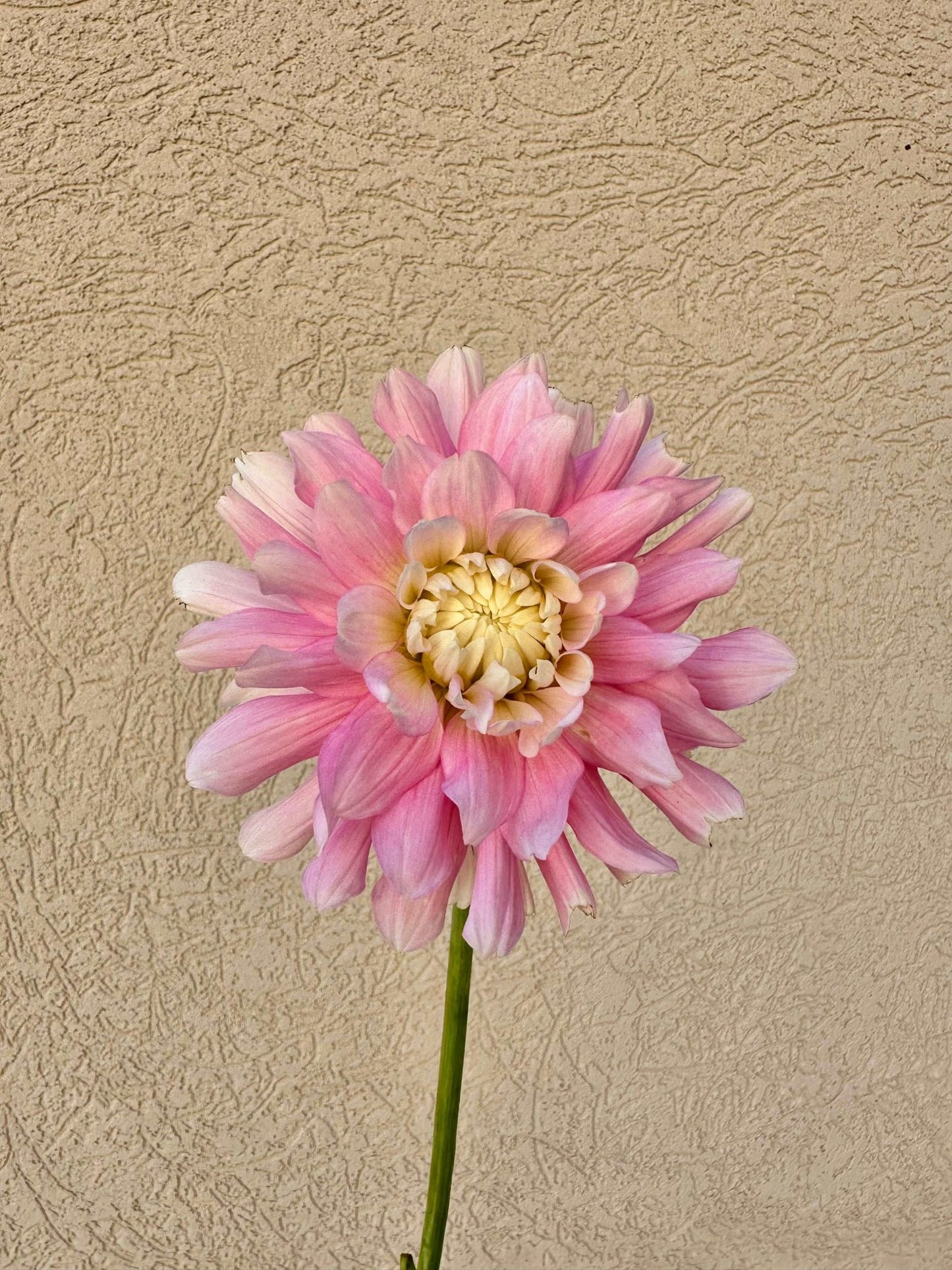 Chilson's Pride dahlia - Pedaling Petals