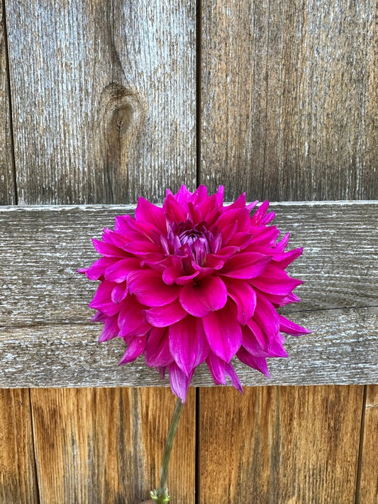 Chloe Janae Dahlia - Pedaling Petals