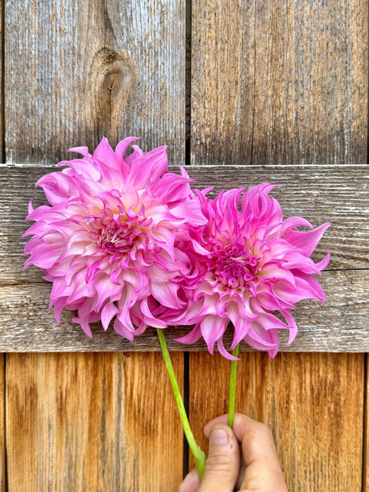 Colorado Classic Dahlia tuber 10 pack - Pedaling Petals