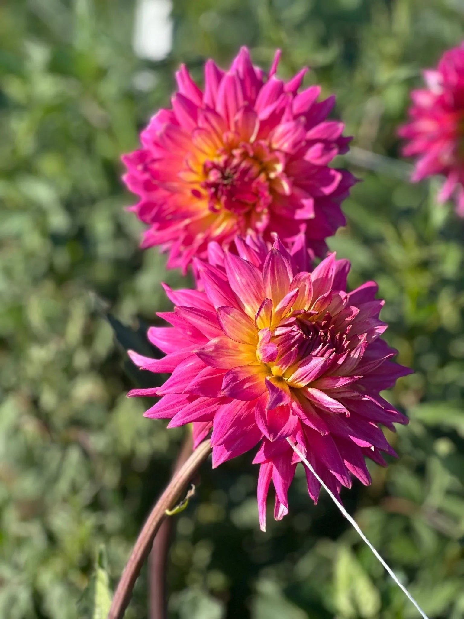 Coral Jupiter dahlia tuber - Pedaling Petals