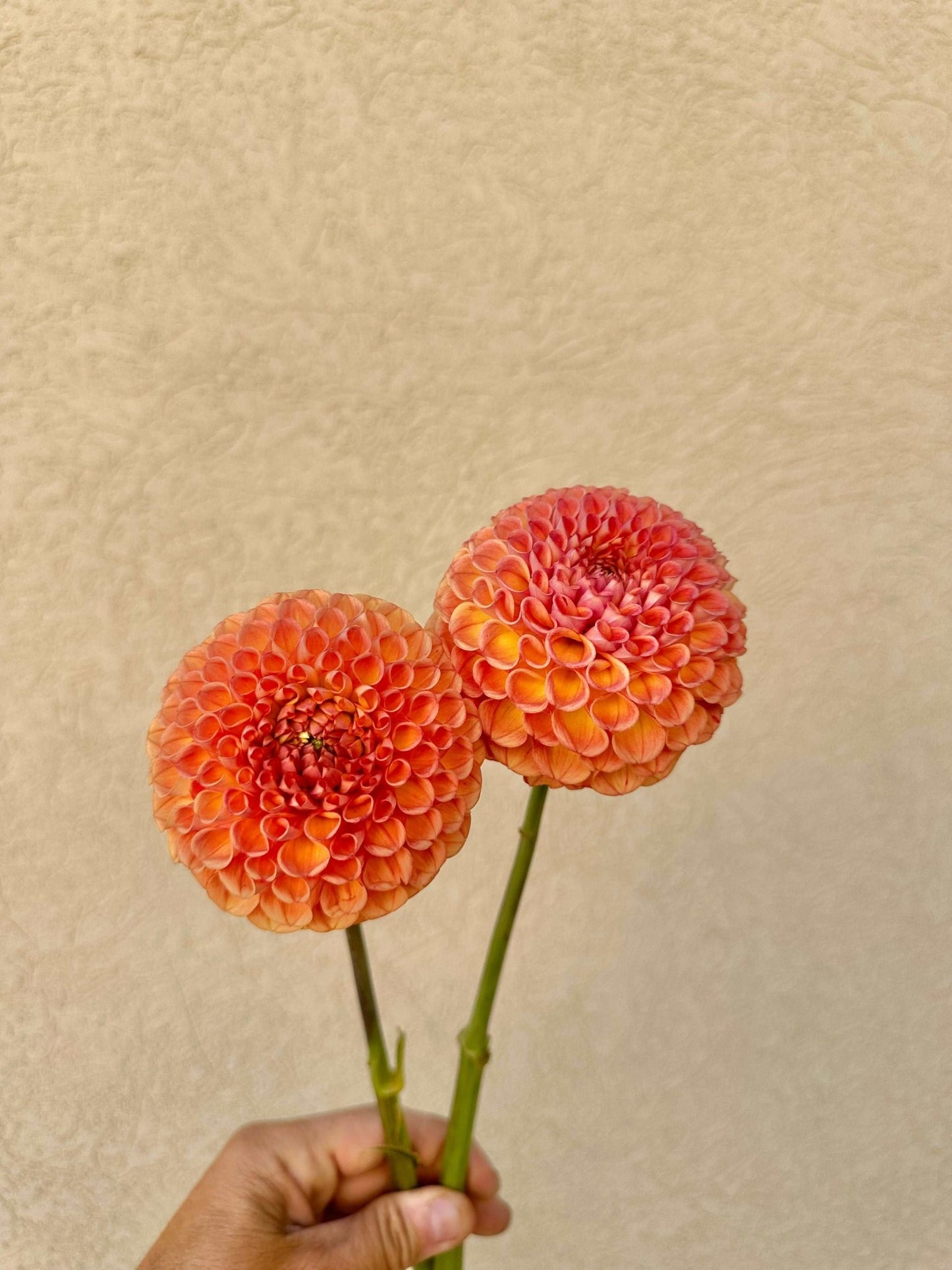 Cornel Bronze dahlia - Pedaling Petals