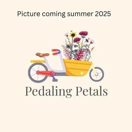 Coseytown Neon Flash dahlia tuber - Pedaling Petals