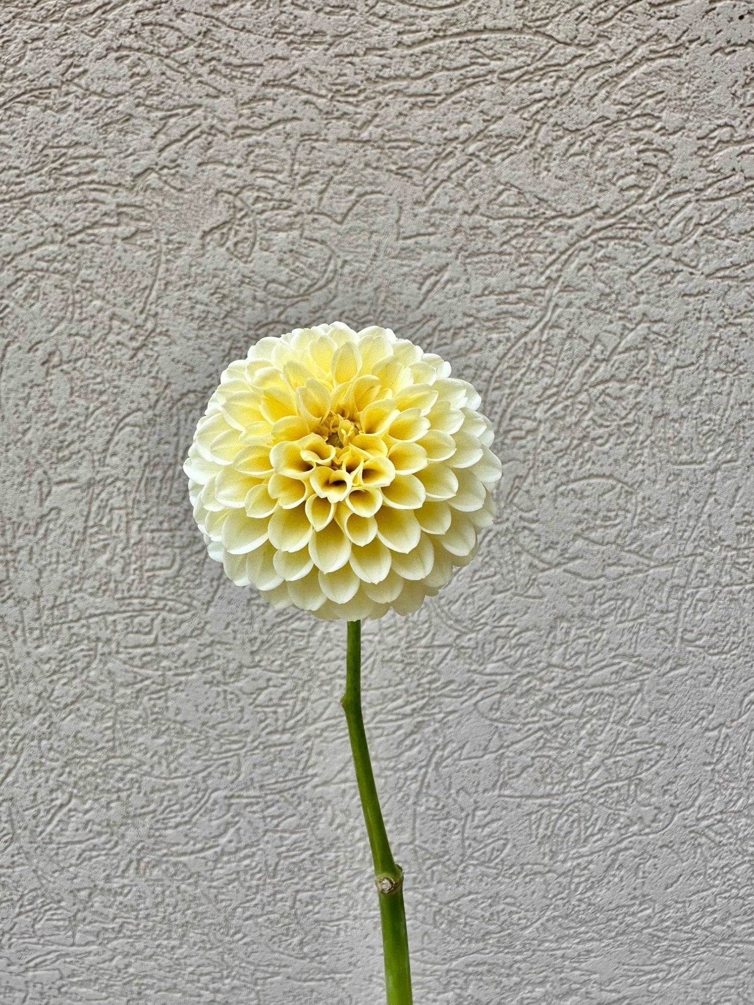 Creamy dahlia - Pedaling Petals