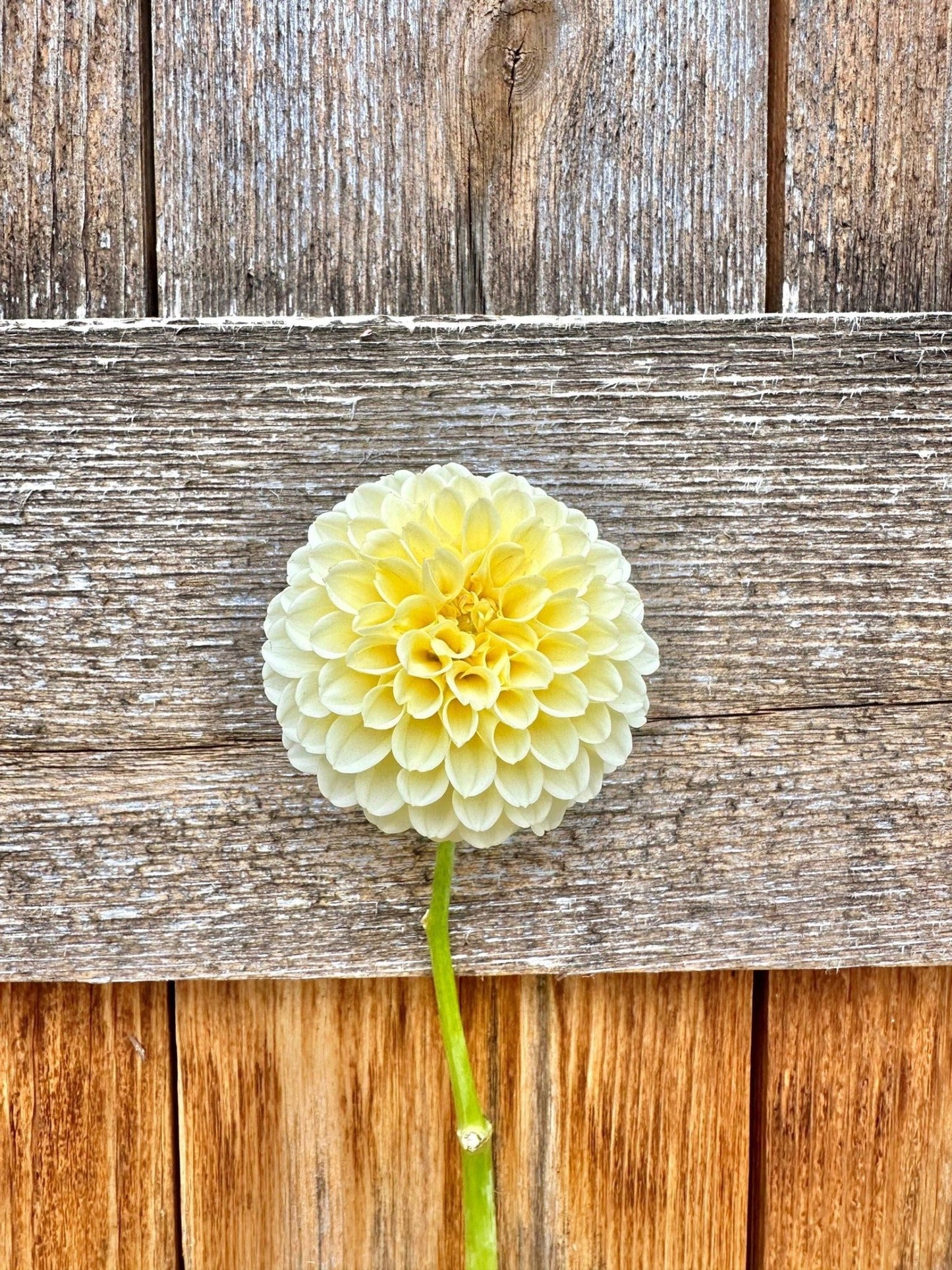 Creamy dahlia - Pedaling Petals