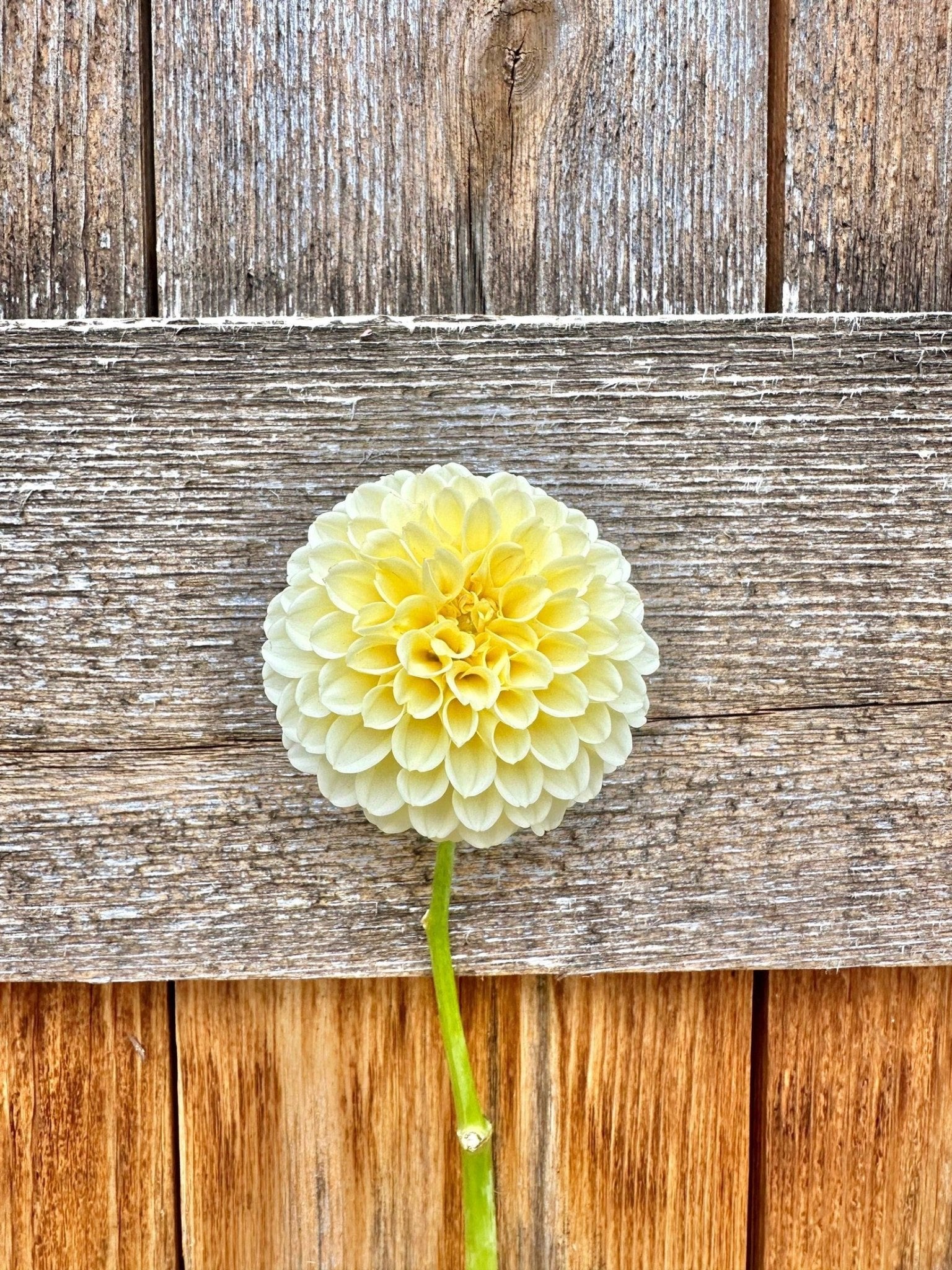 Creamy dahlia - Pedaling Petals