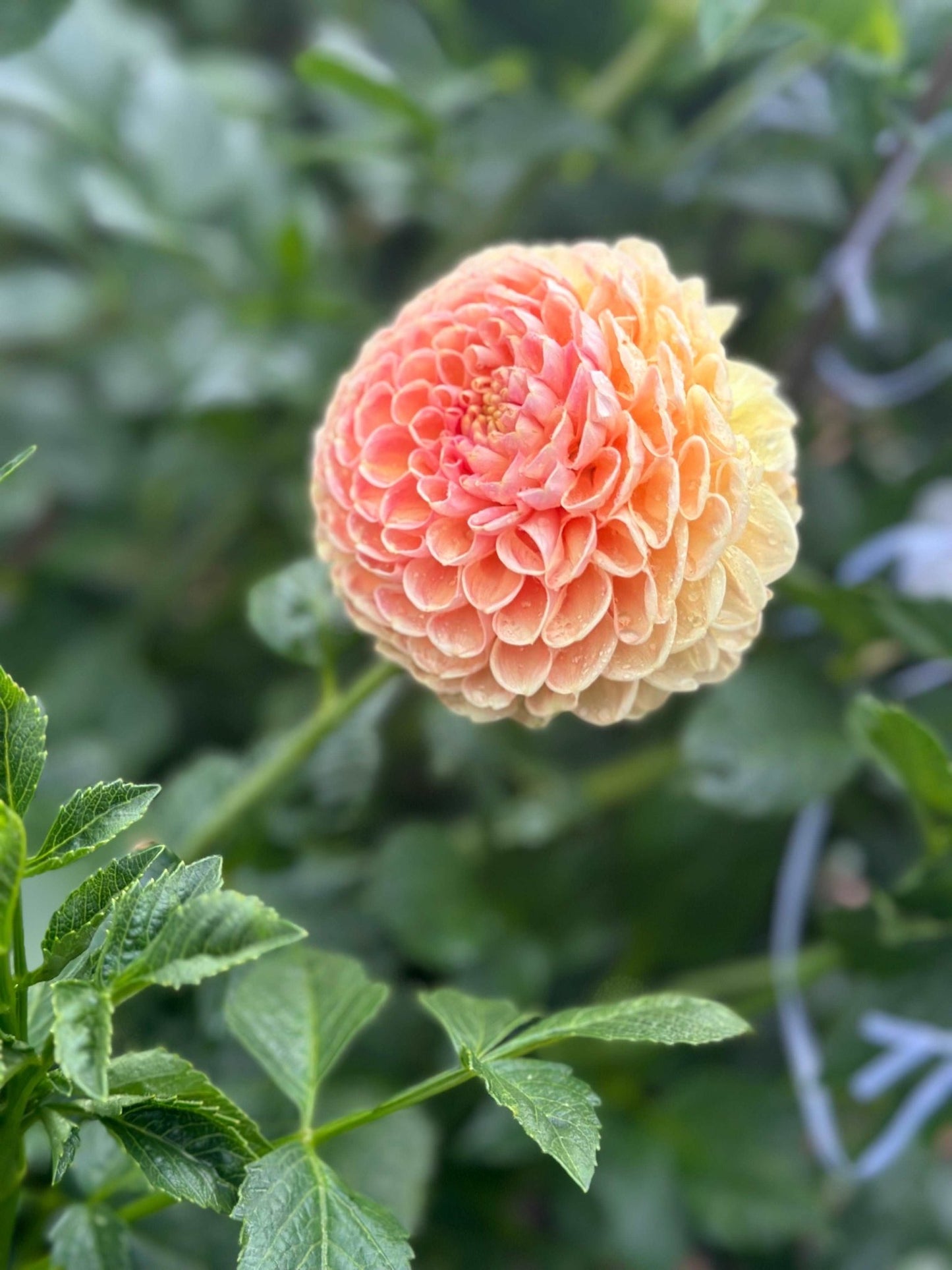 Crichton Honey dahlia - Pedaling Petals