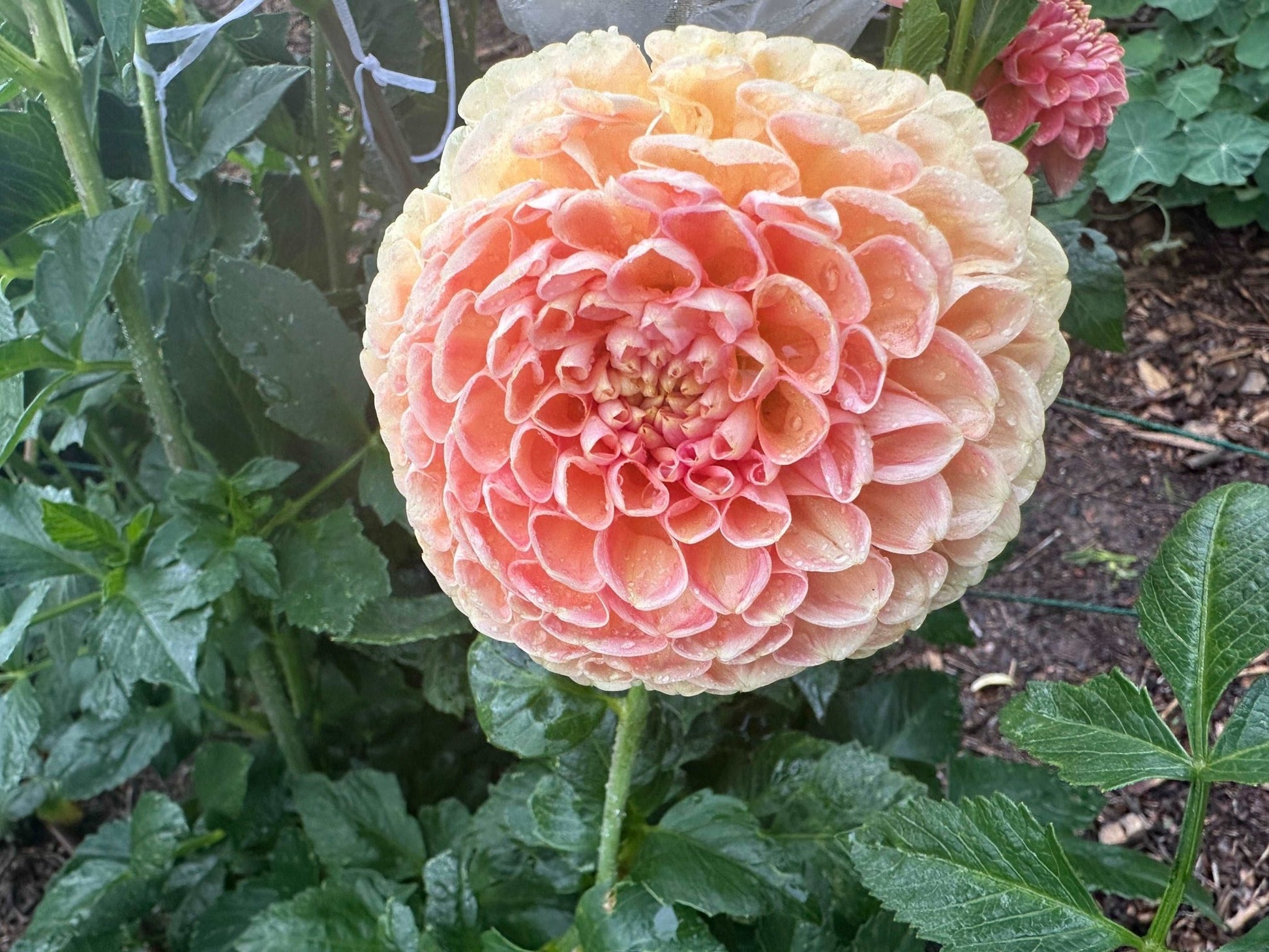 Crichton Honey dahlia - Pedaling Petals