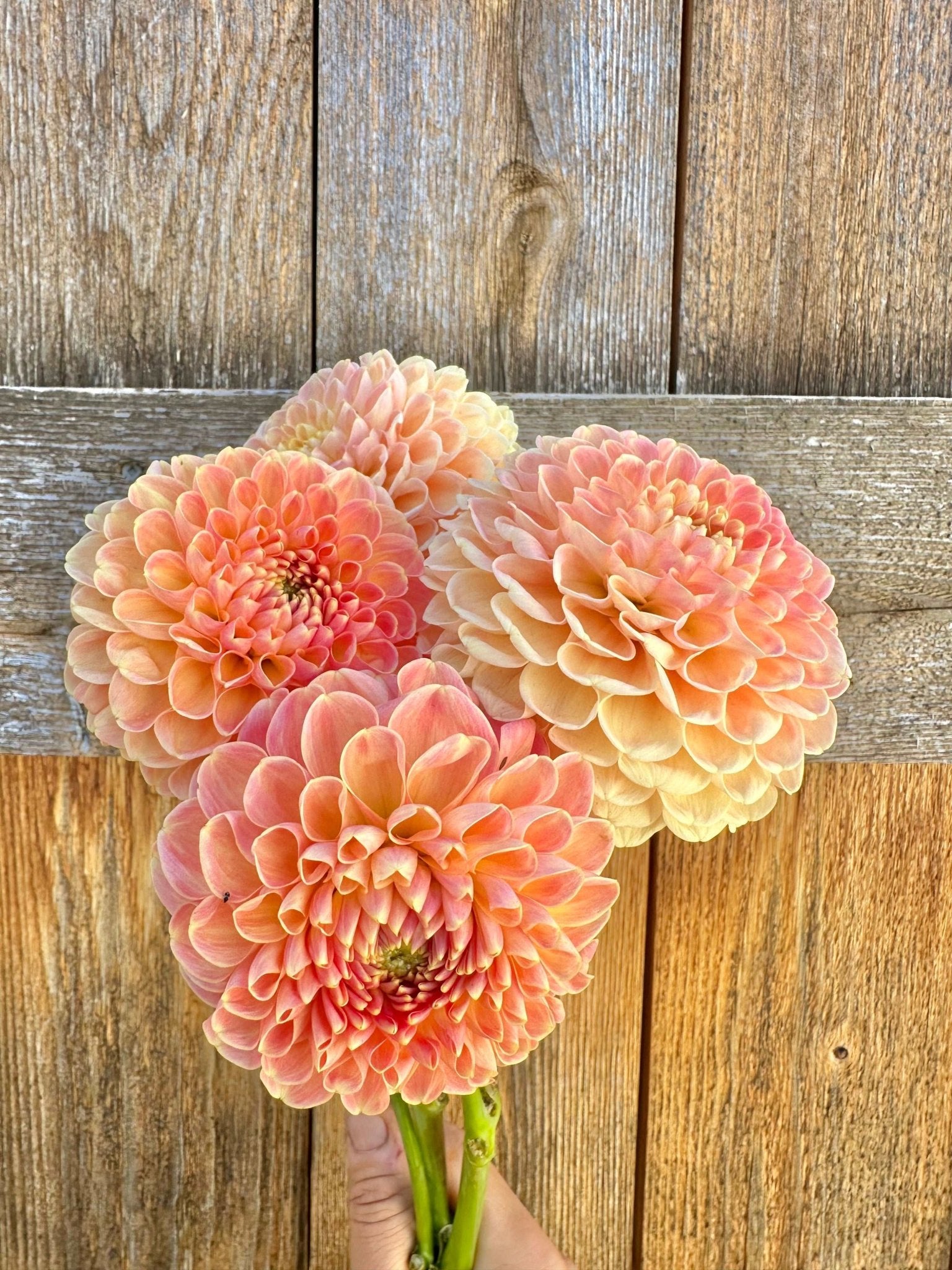 Crichton Honey dahlia - Pedaling Petals