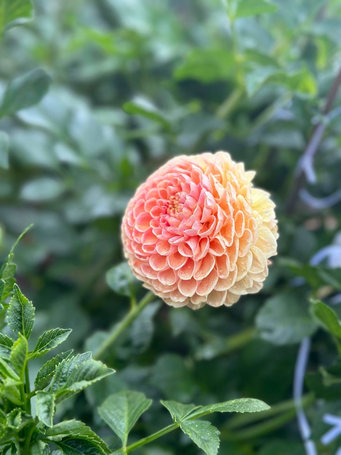 Crichton Honey dahlia - Pedaling Petals