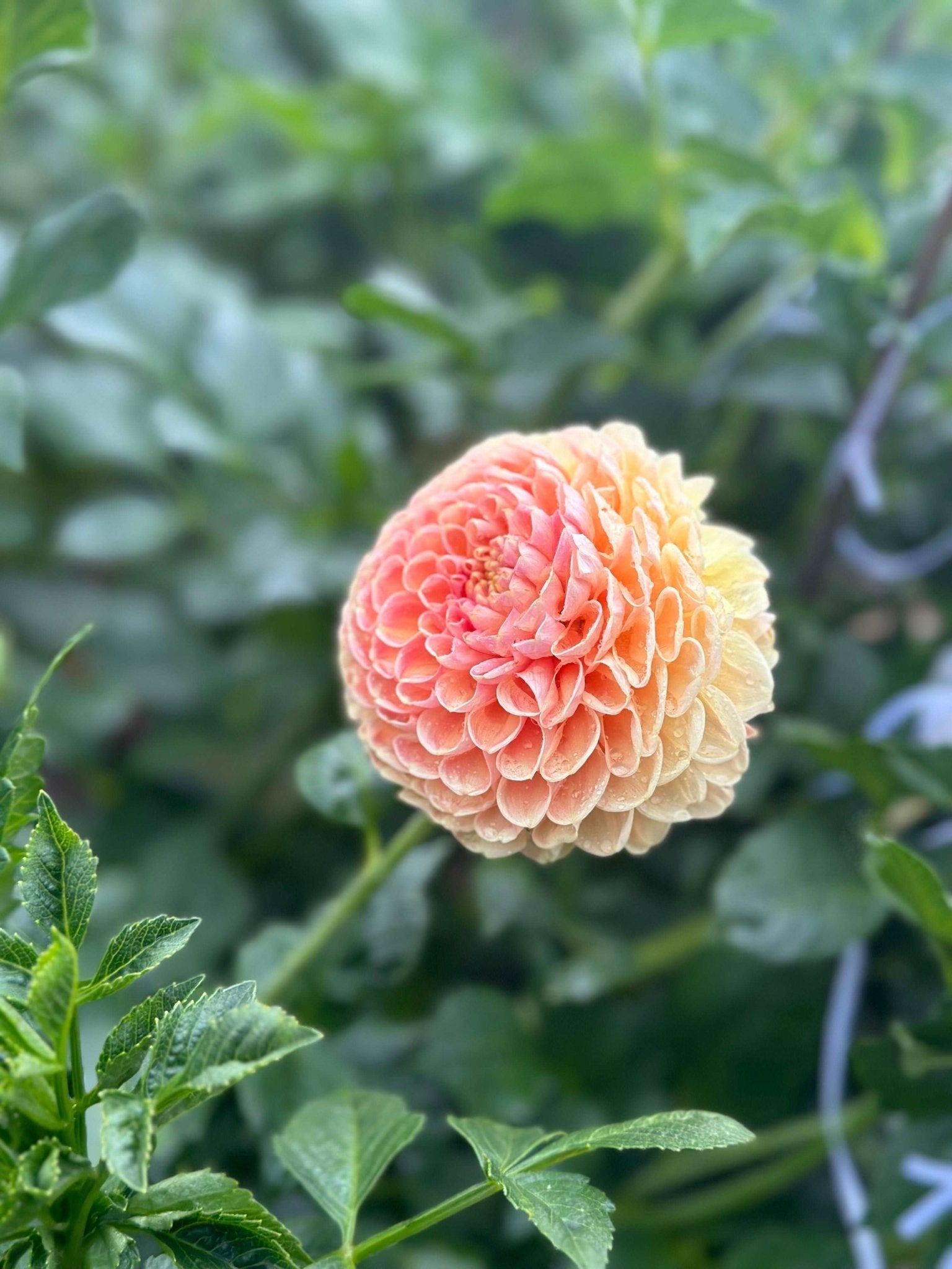 Crichton Honey dahlia - Pedaling Petals