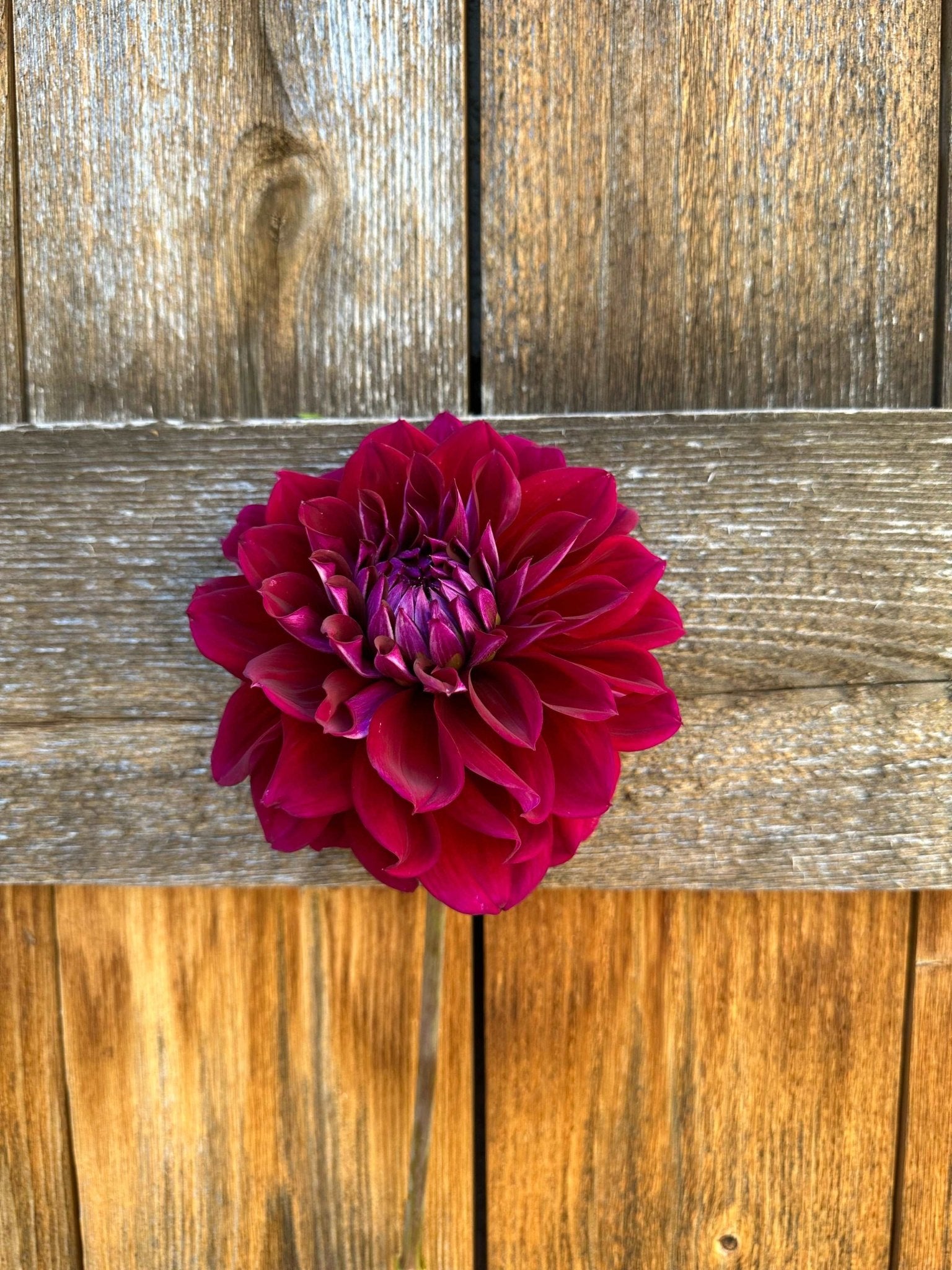 Diva Dahlia tuber 10 pack - Pedaling Petals