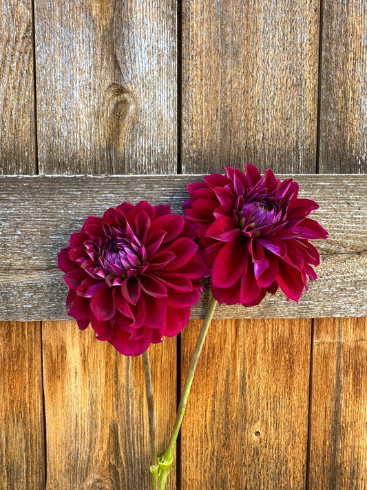 Diva Dahlia tuber 10 pack - Pedaling Petals