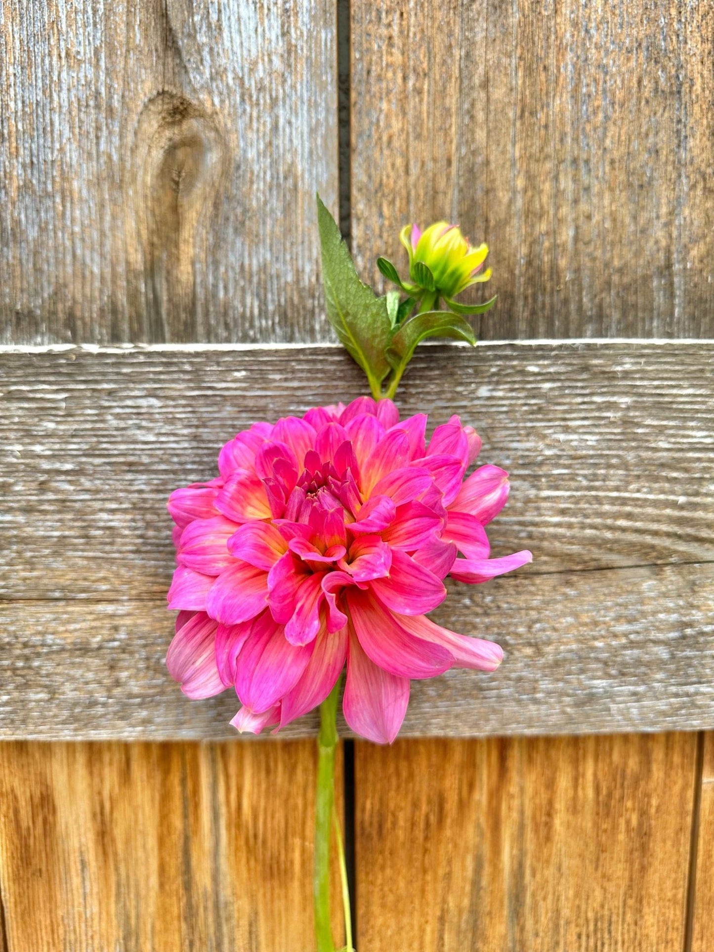 Excentric Dahlia tuber - Pedaling Petals