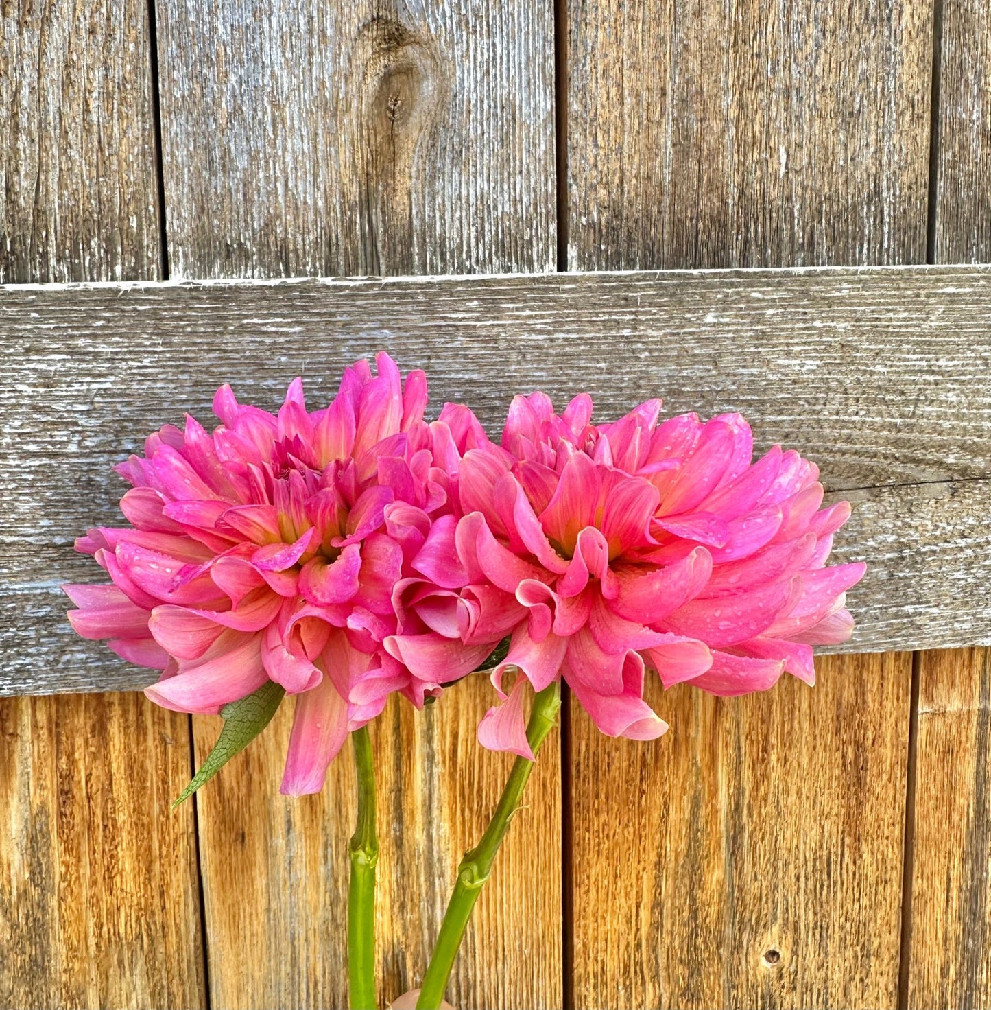 Excentric Dahlia tuber - Pedaling Petals