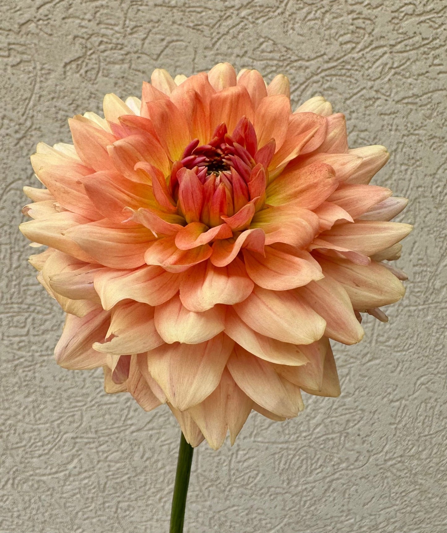 Fawn dahlia cutting - Pedaling Petals
