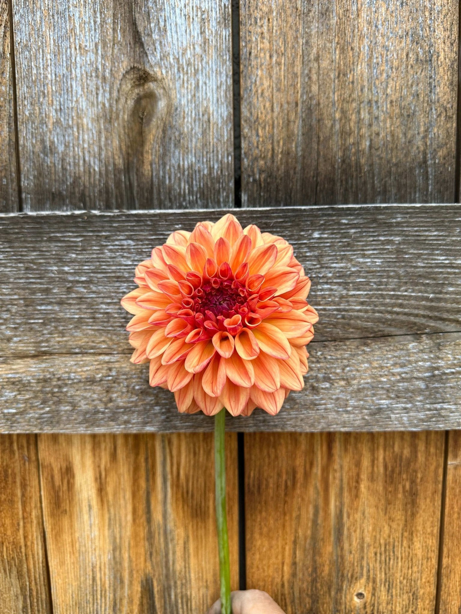 Ferncliff Copper Dahlia tuber - Pedaling Petals