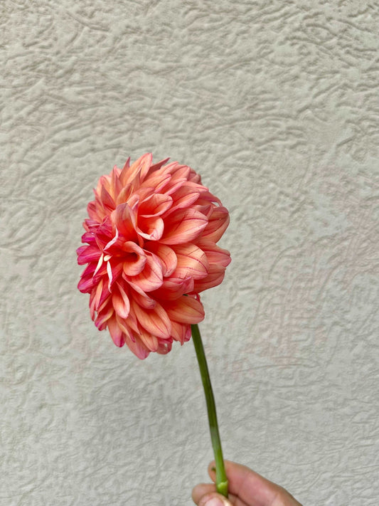 Ferncliff Copper Dahlia tuber 5 pack - Pedaling Petals