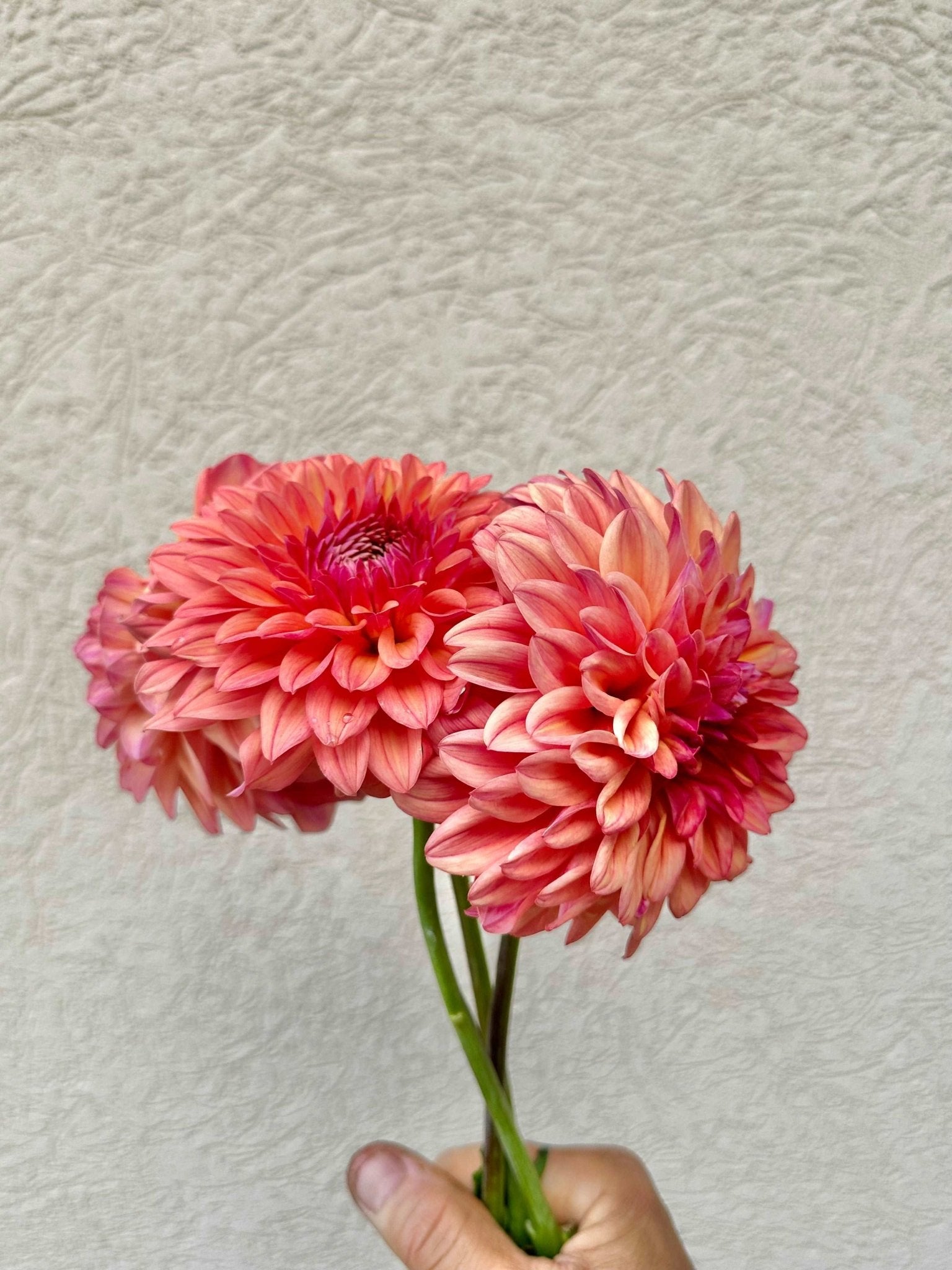 Ferncliff Copper Dahlia tuber 5 pack - Pedaling Petals