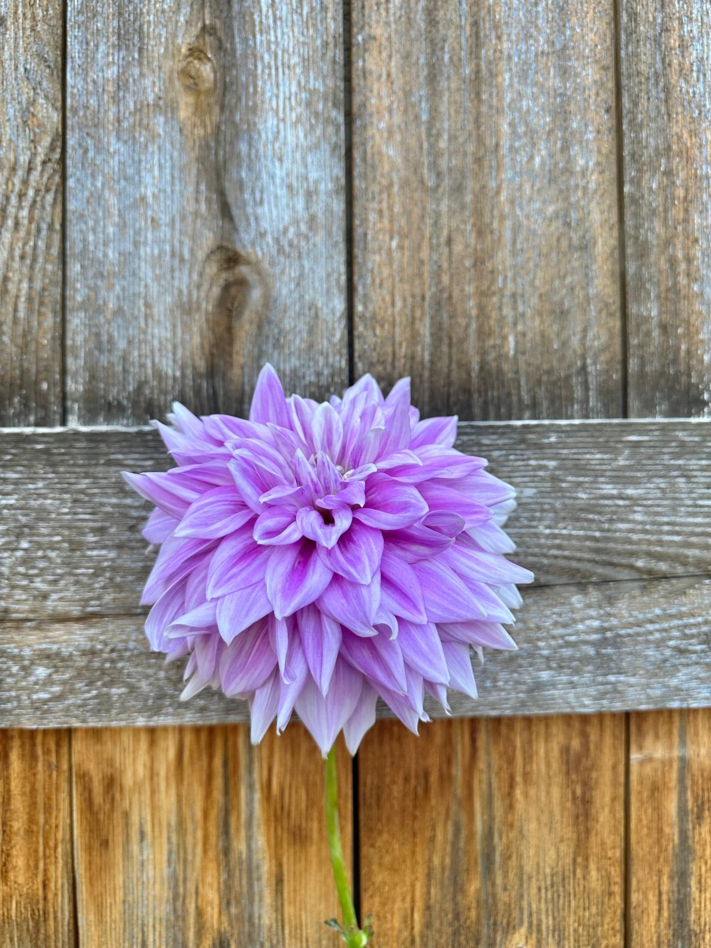 Ferncliff Inspiration dahlia tuber - Pedaling Petals
