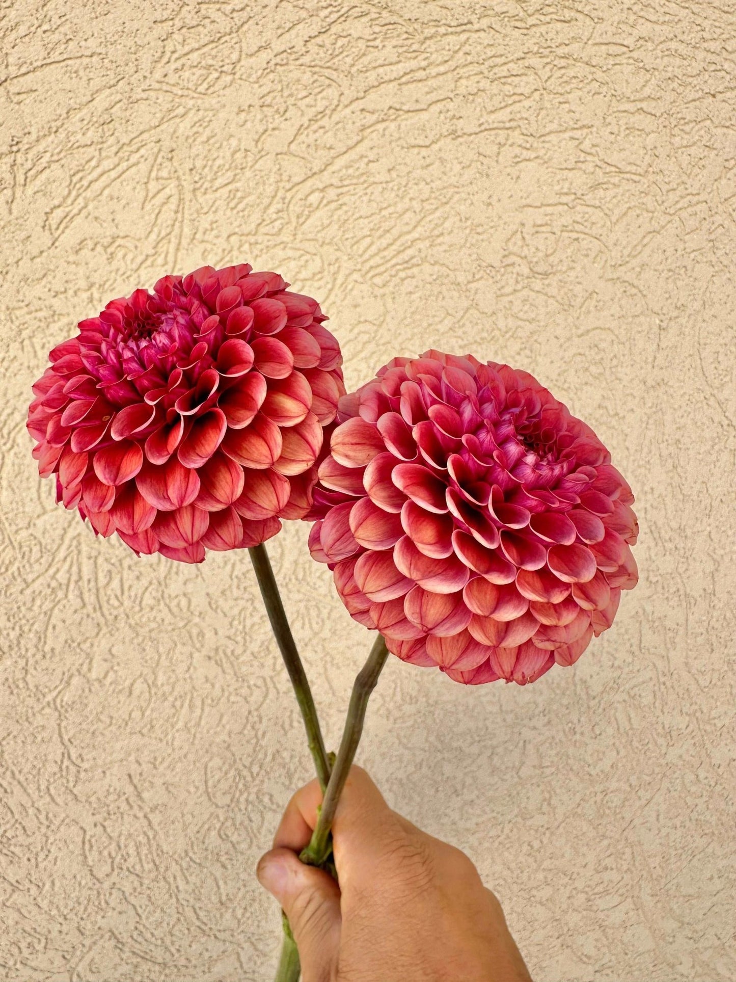 Ferncliff Rusty Dahlia - Pedaling Petals