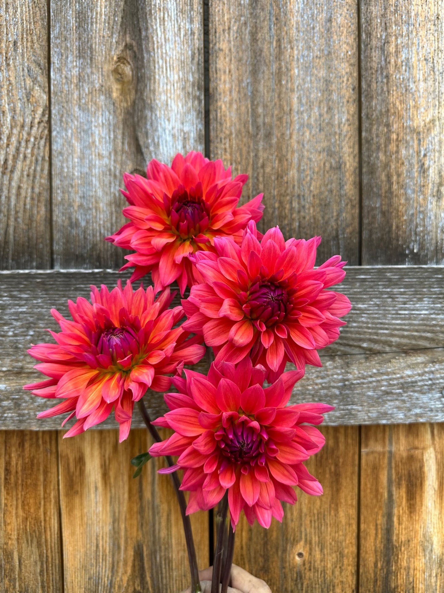 Fire Magic Dahlia tuber - Pedaling Petals