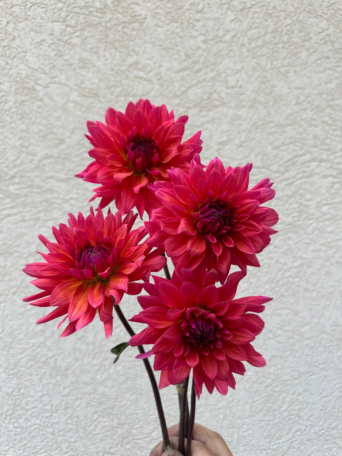 Fire Magic Dahlia tuber - Pedaling Petals