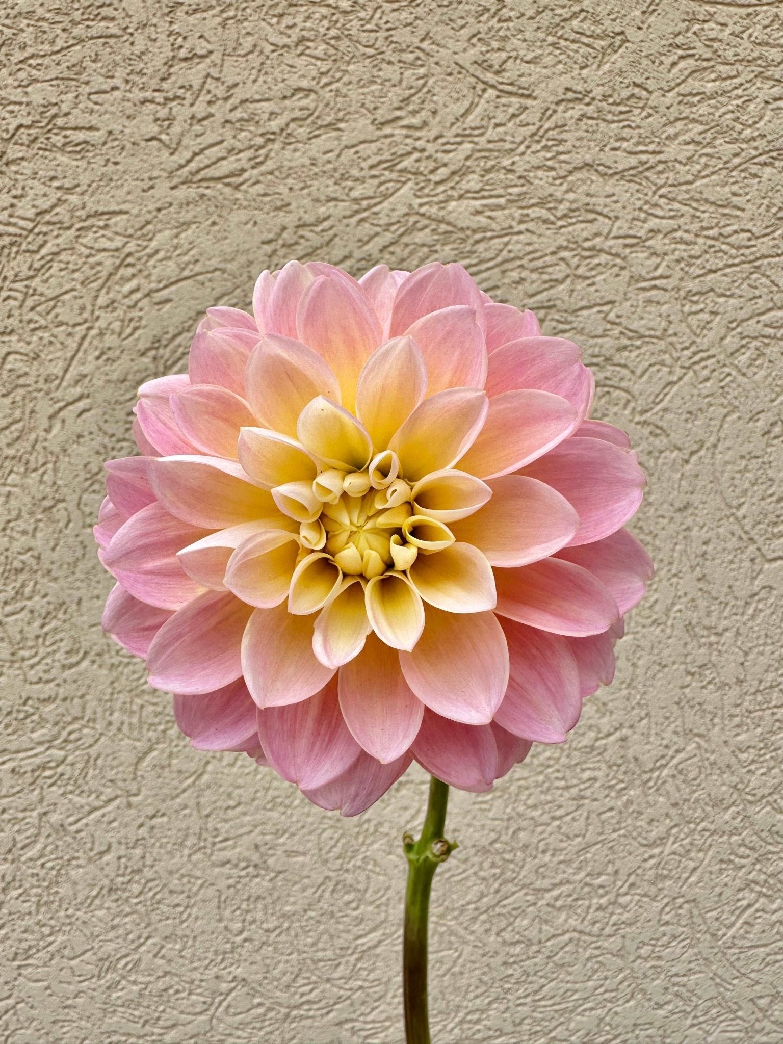 Gabbie's Wish Dahlia - Pedaling Petals
