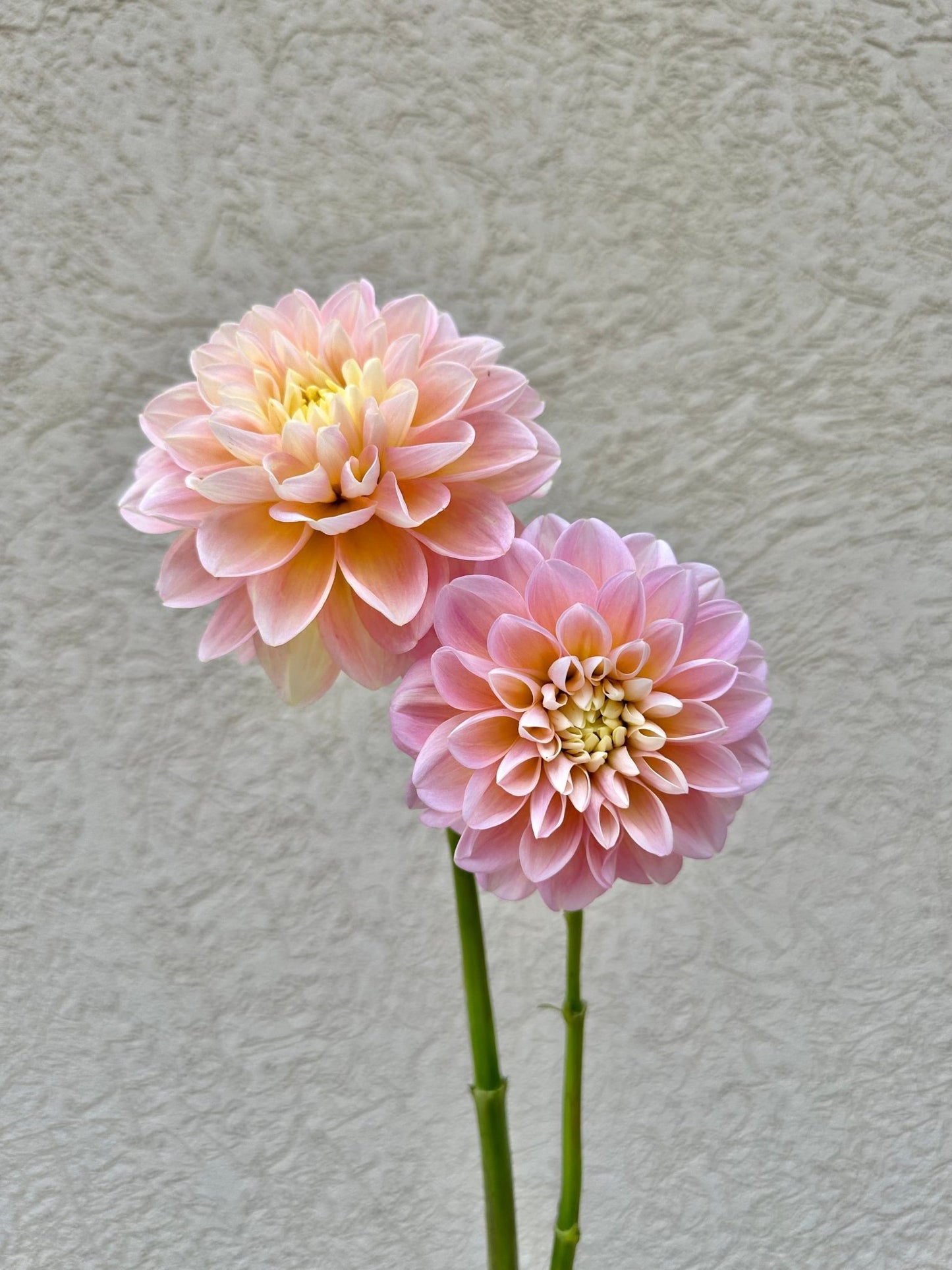 Gabbie's Wish Dahlia - Pedaling Petals