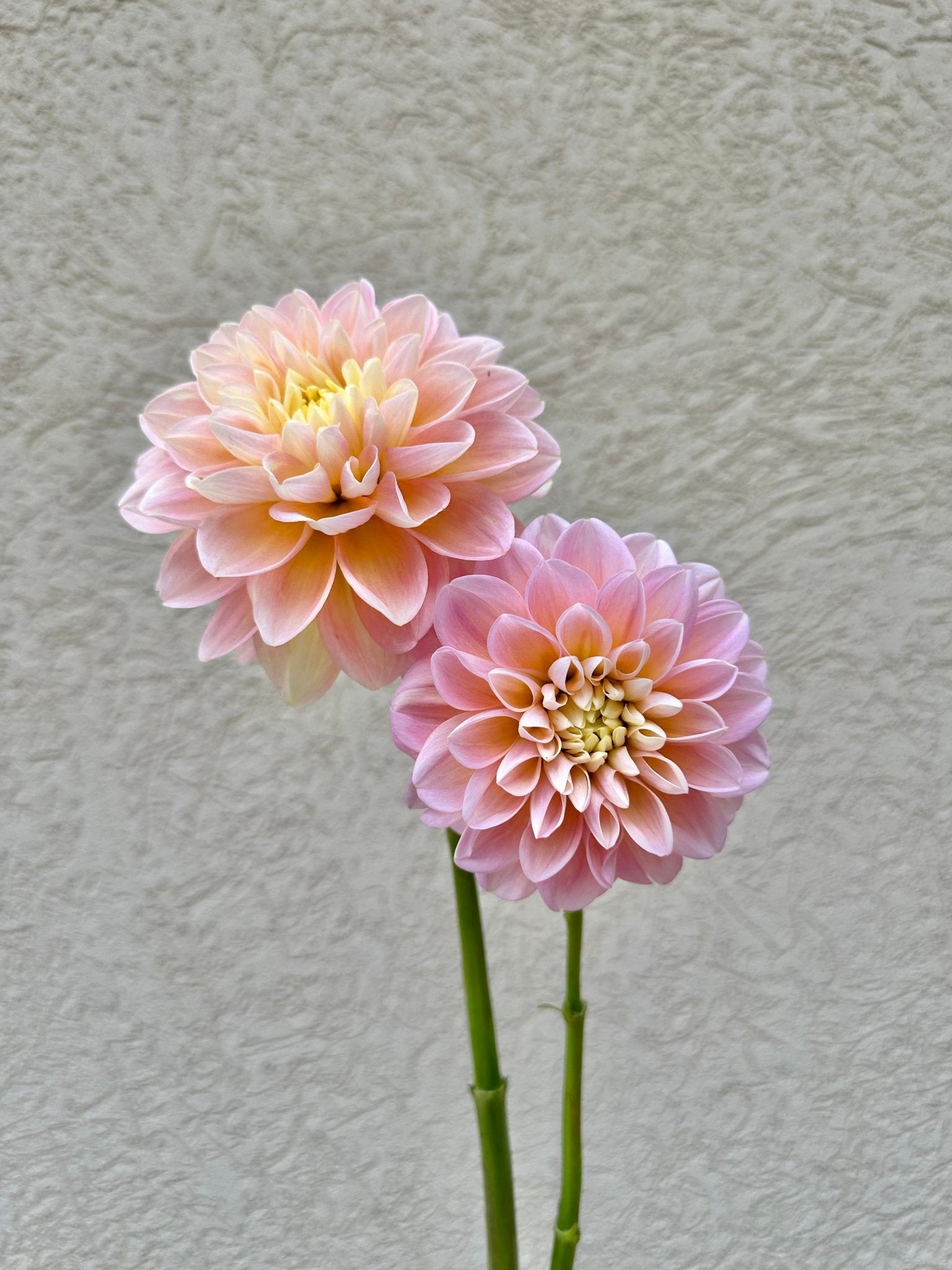 Gabbie's Wish Dahlia - Pedaling Petals