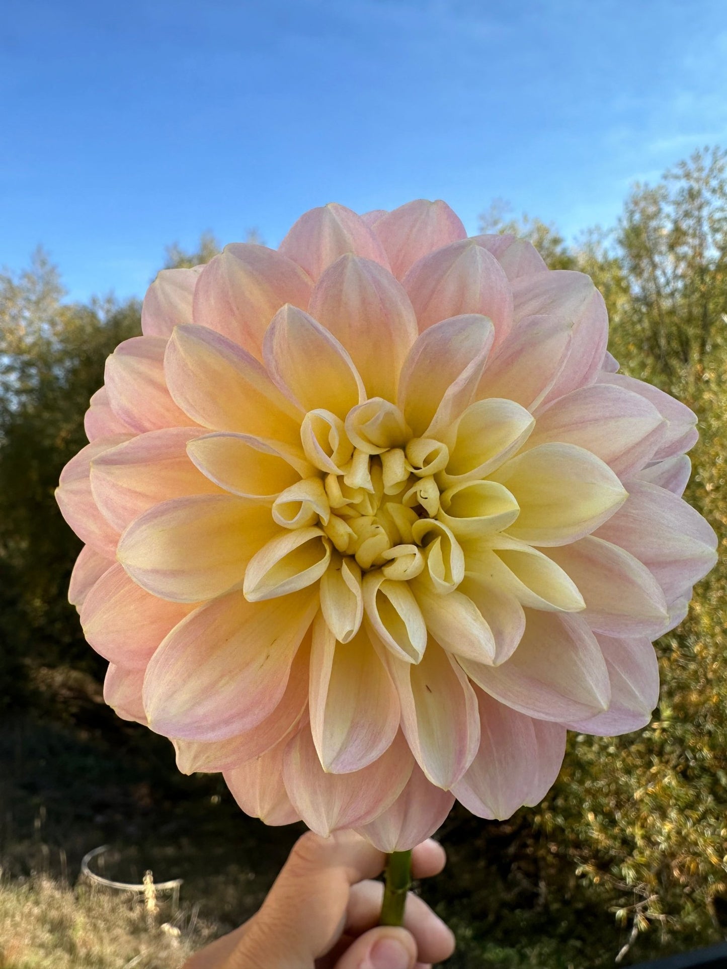 Gabbie's Wish Dahlia - Pedaling Petals