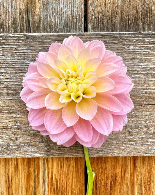Gabbie's Wish Dahlia - Pedaling Petals