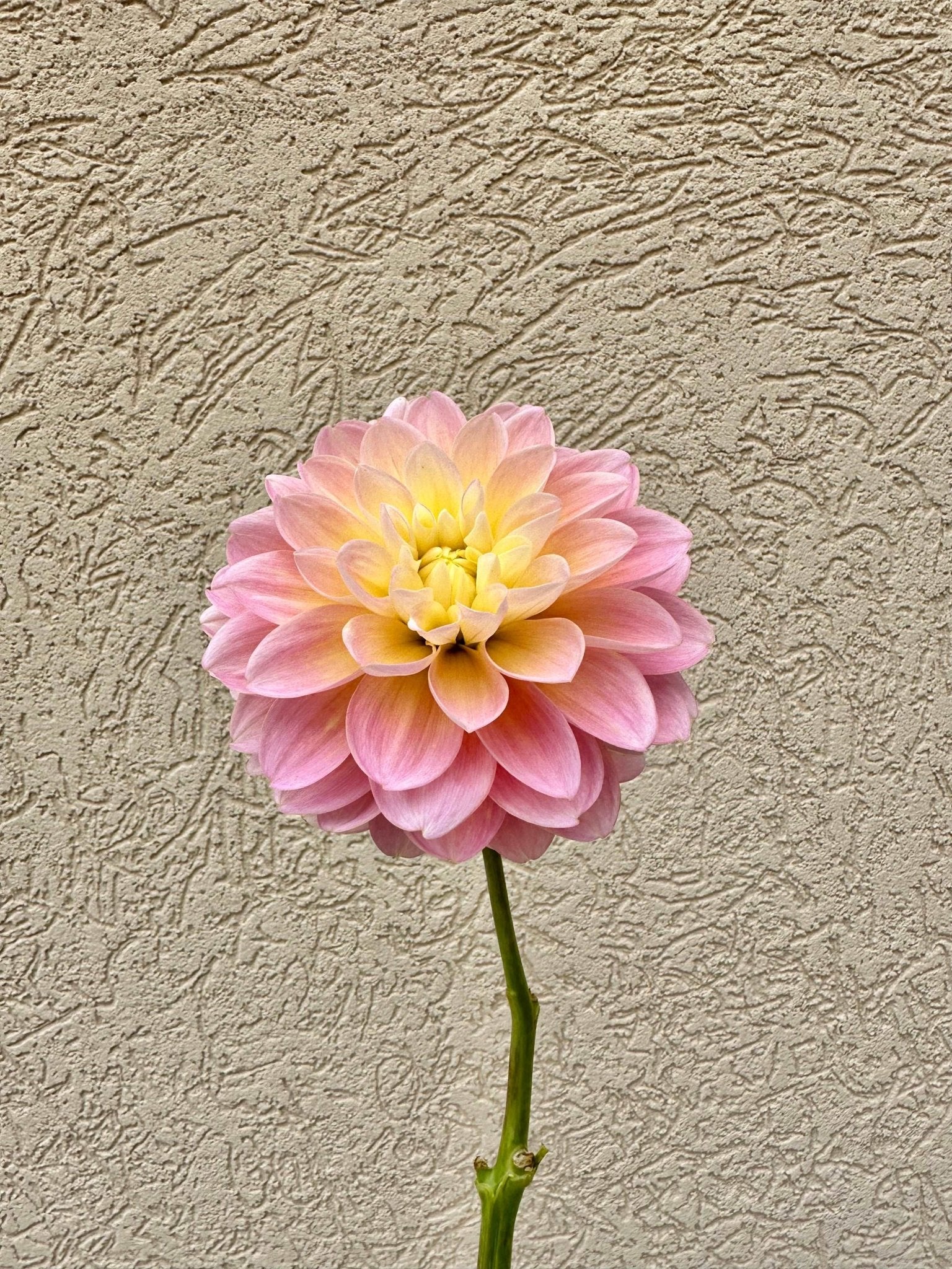 Gabbie's Wish Dahlia - Pedaling Petals