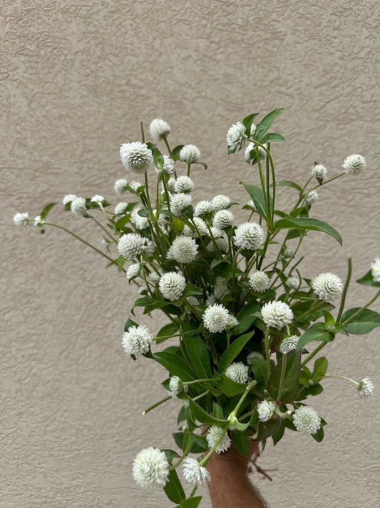 Gomphrena flower bunch - Pedaling Petals