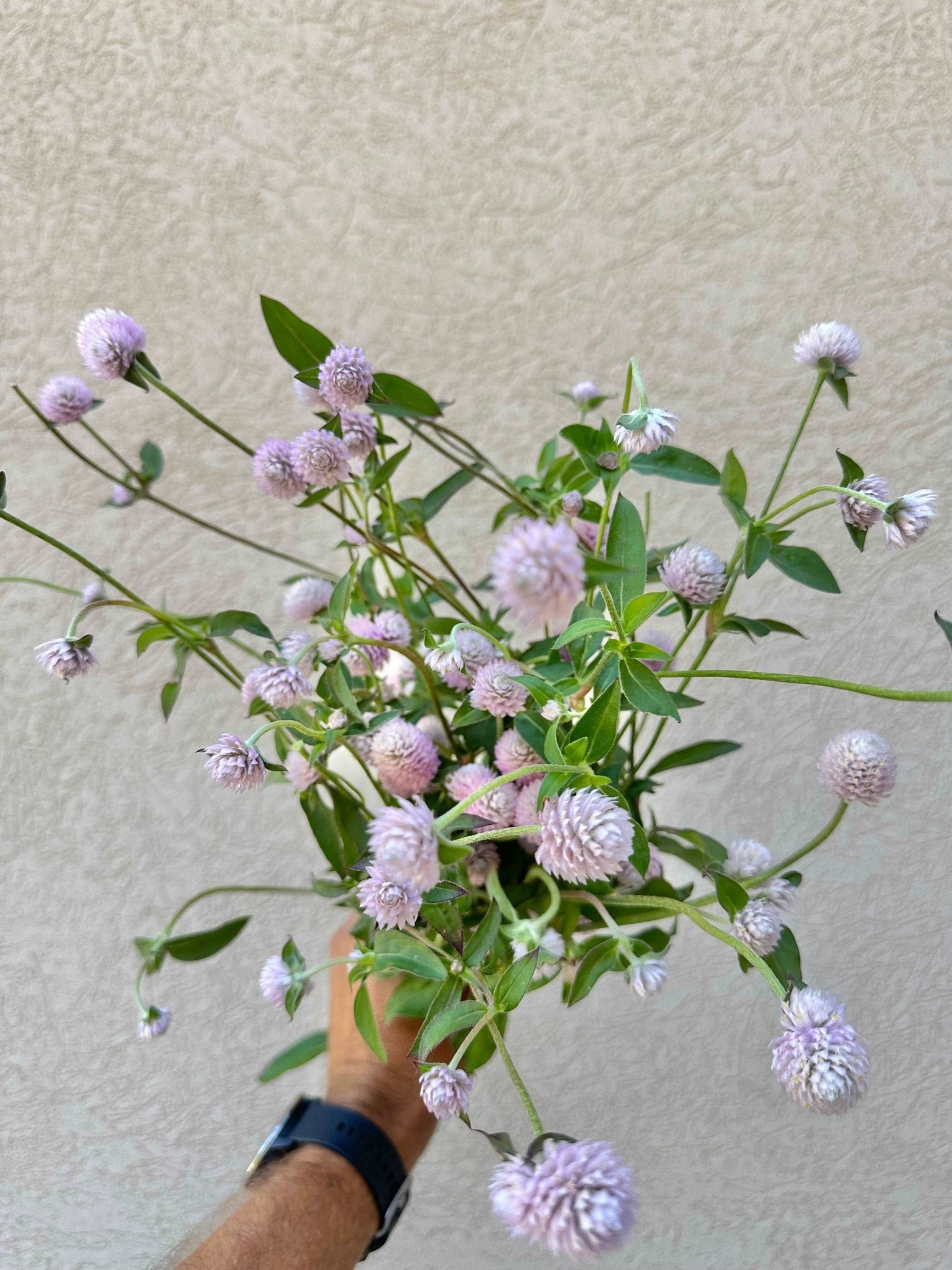Gomphrena flower bunch - Pedaling Petals