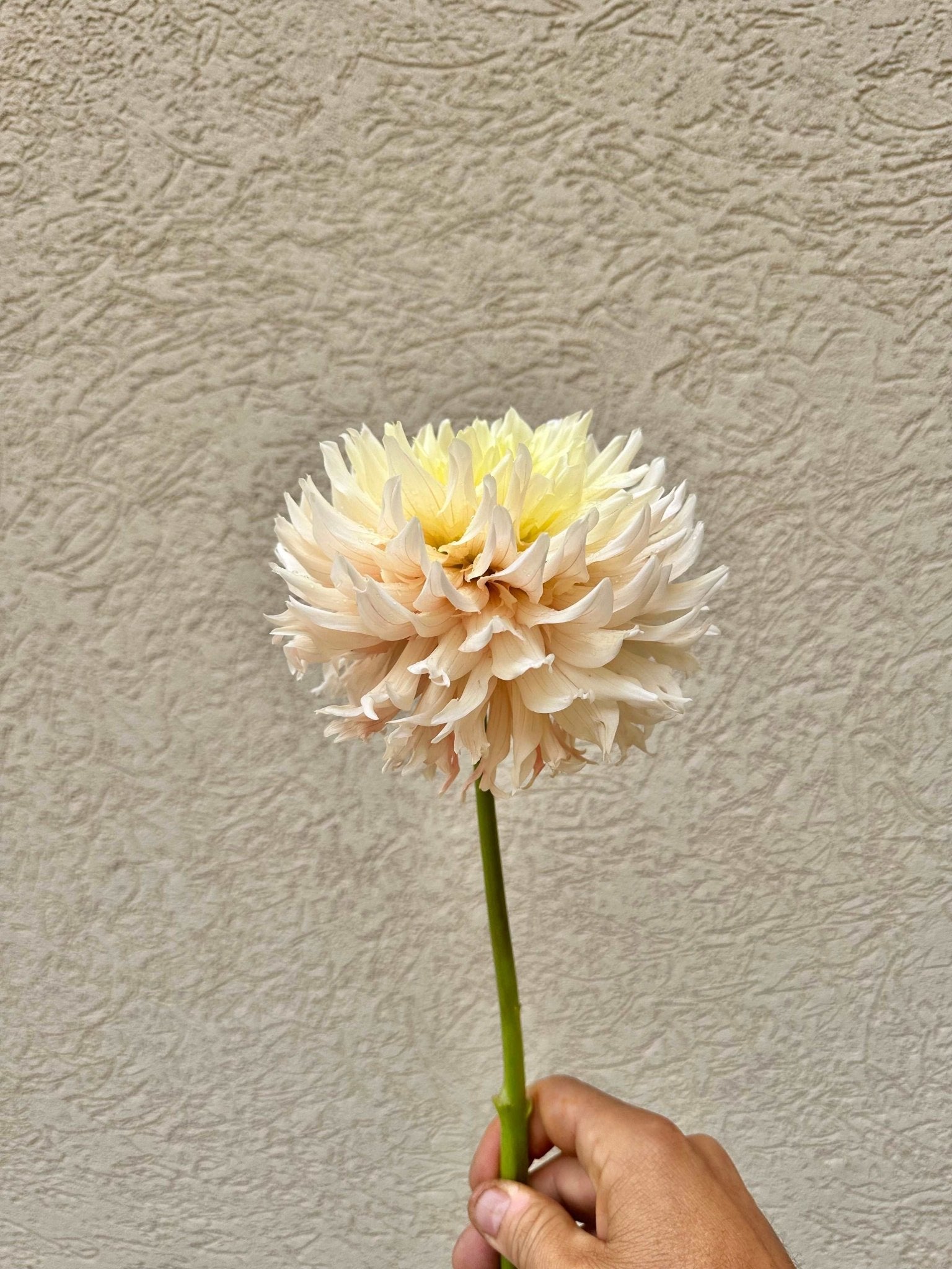 Hapet Champagne dahlia tuber - Pedaling Petals