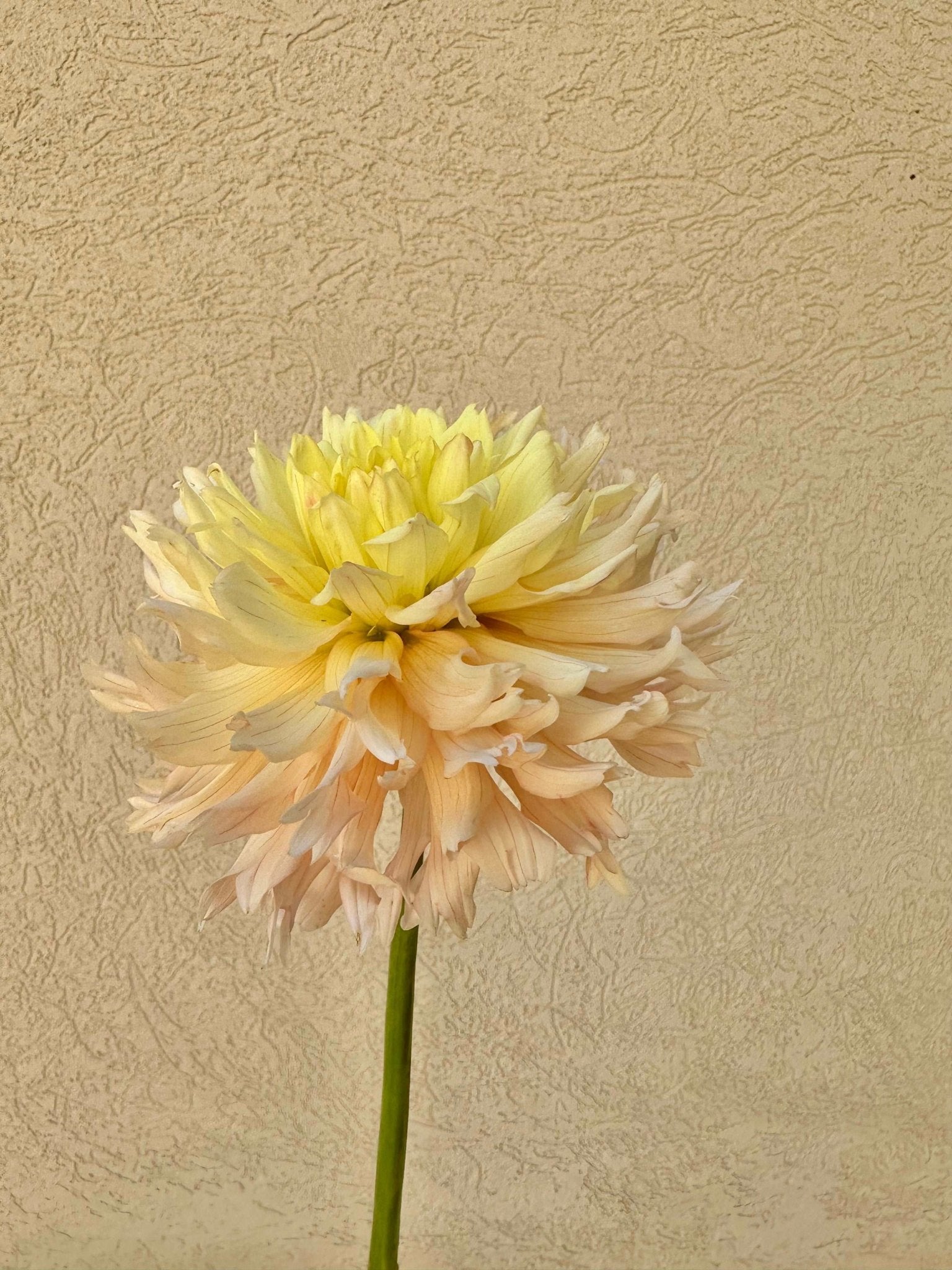 Hapet Champagne dahlia tuber - Pedaling Petals