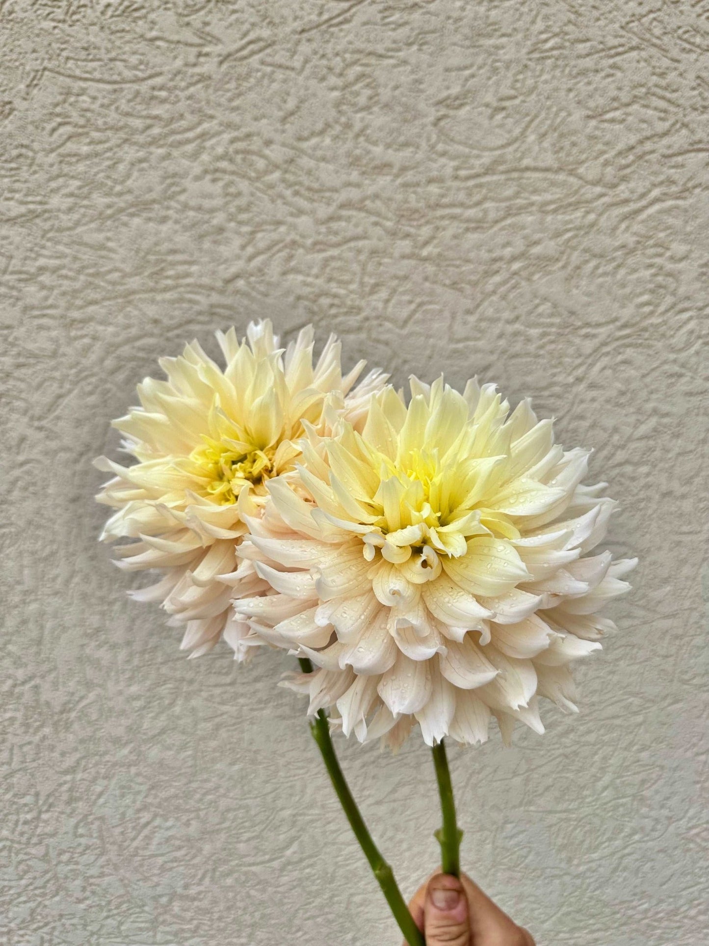Hapet Champagne dahlia tuber - Pedaling Petals