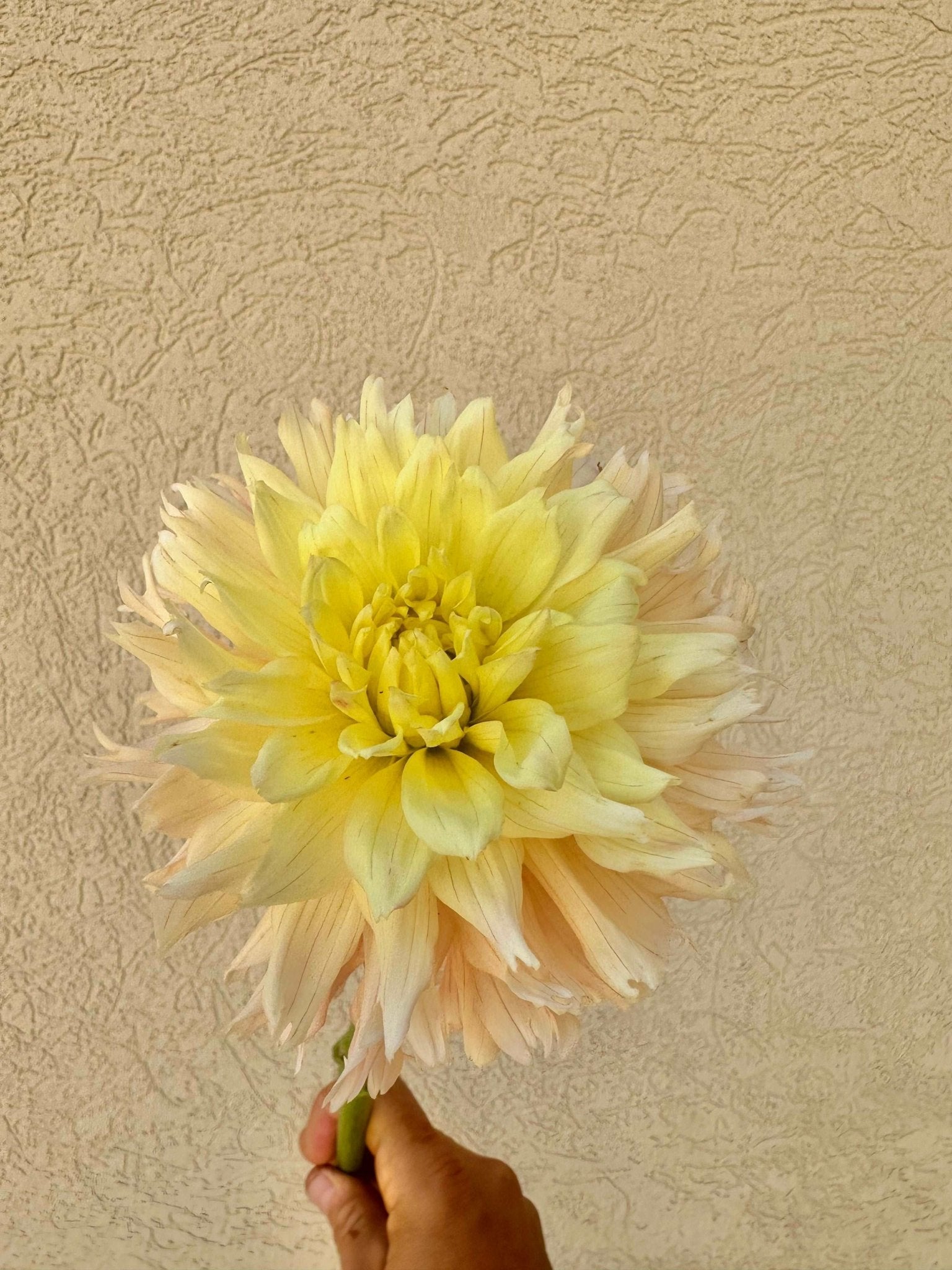 Hapet Champagne dahlia tuber - Pedaling Petals